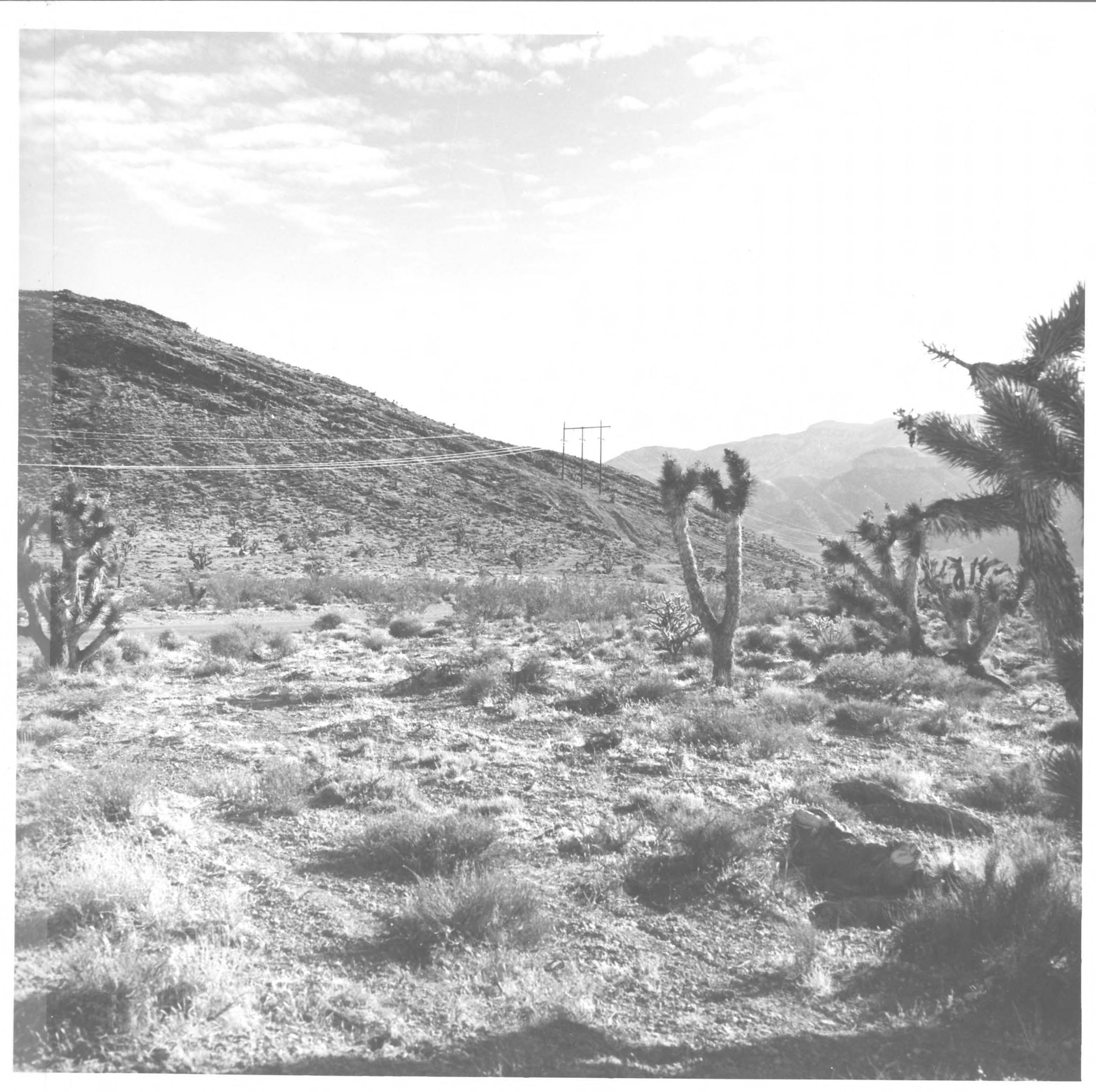 A vintage photo of a desert landscape with Joshua trees