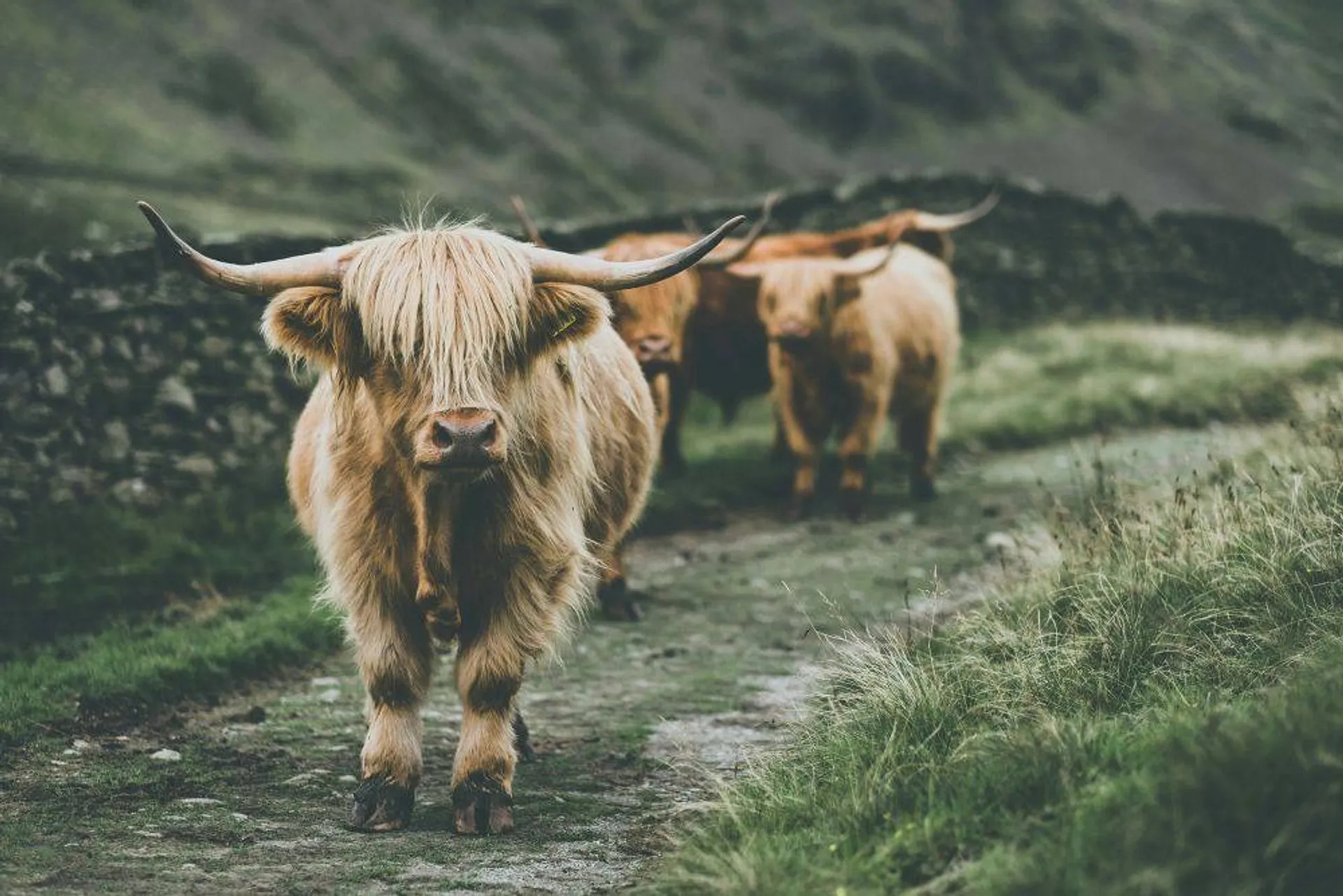 Visiting Scotland by Public Transport: a Local's Guide