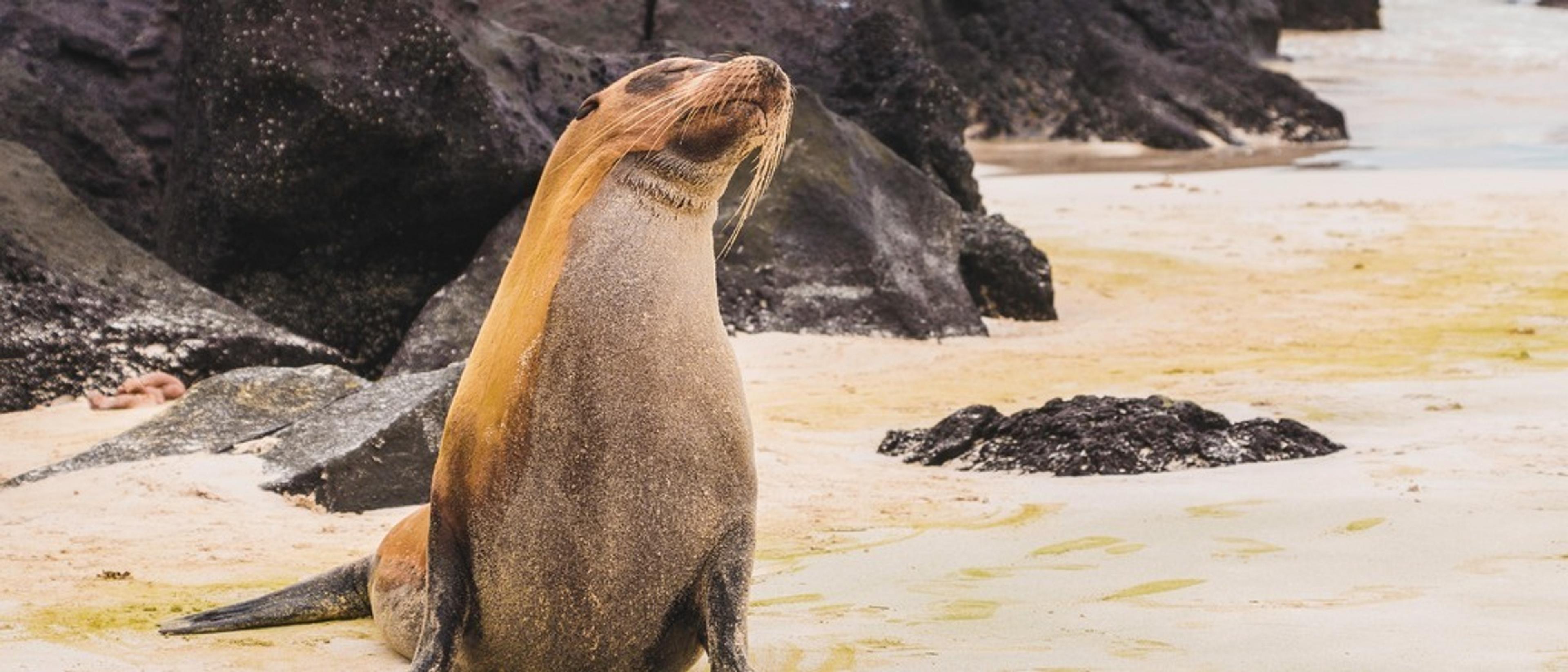 Galápagos Islands 🦭 at £808-£820 rtn from London