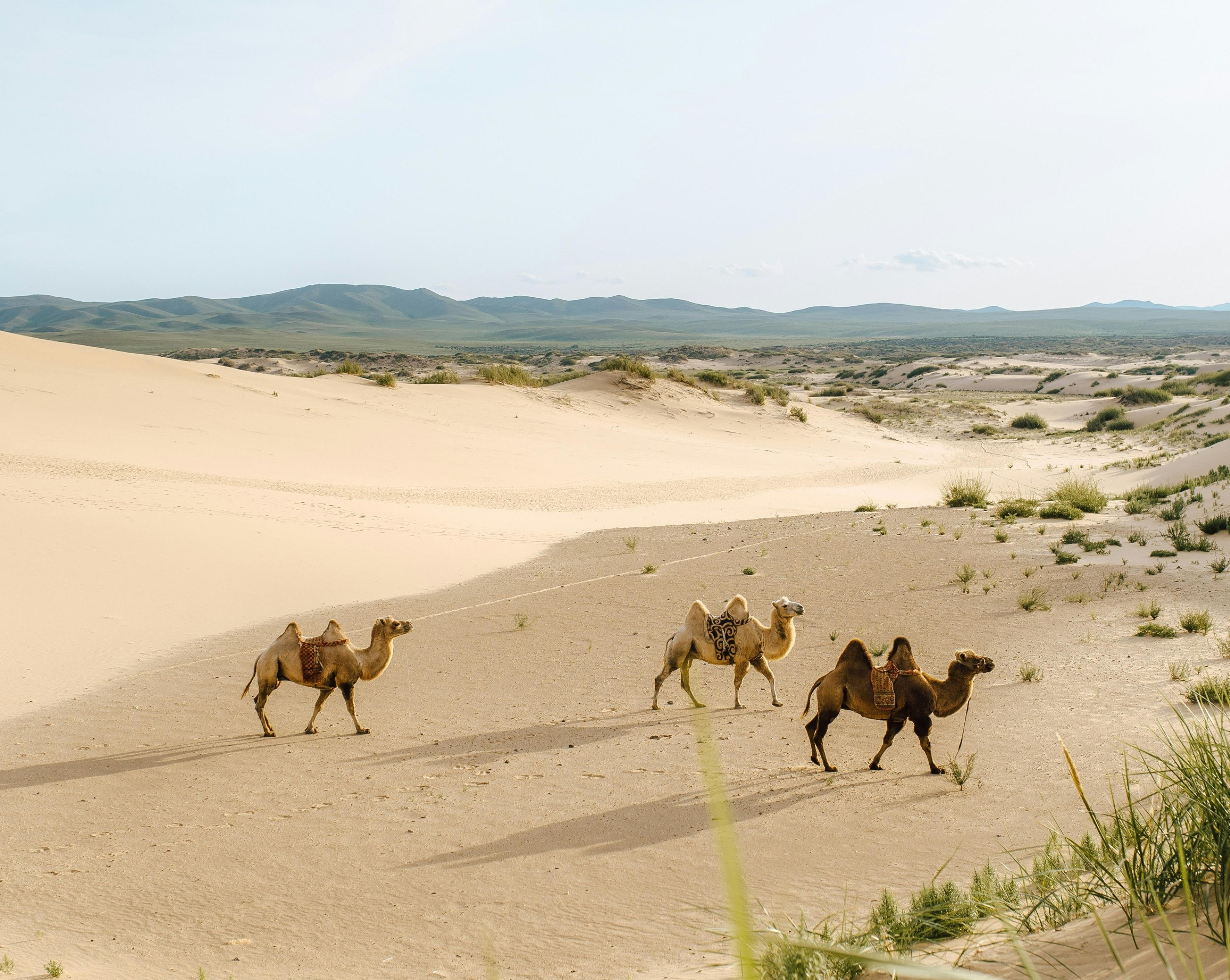 Three camels traverse the Gobi Desert's sandy expanse under a clear sky.