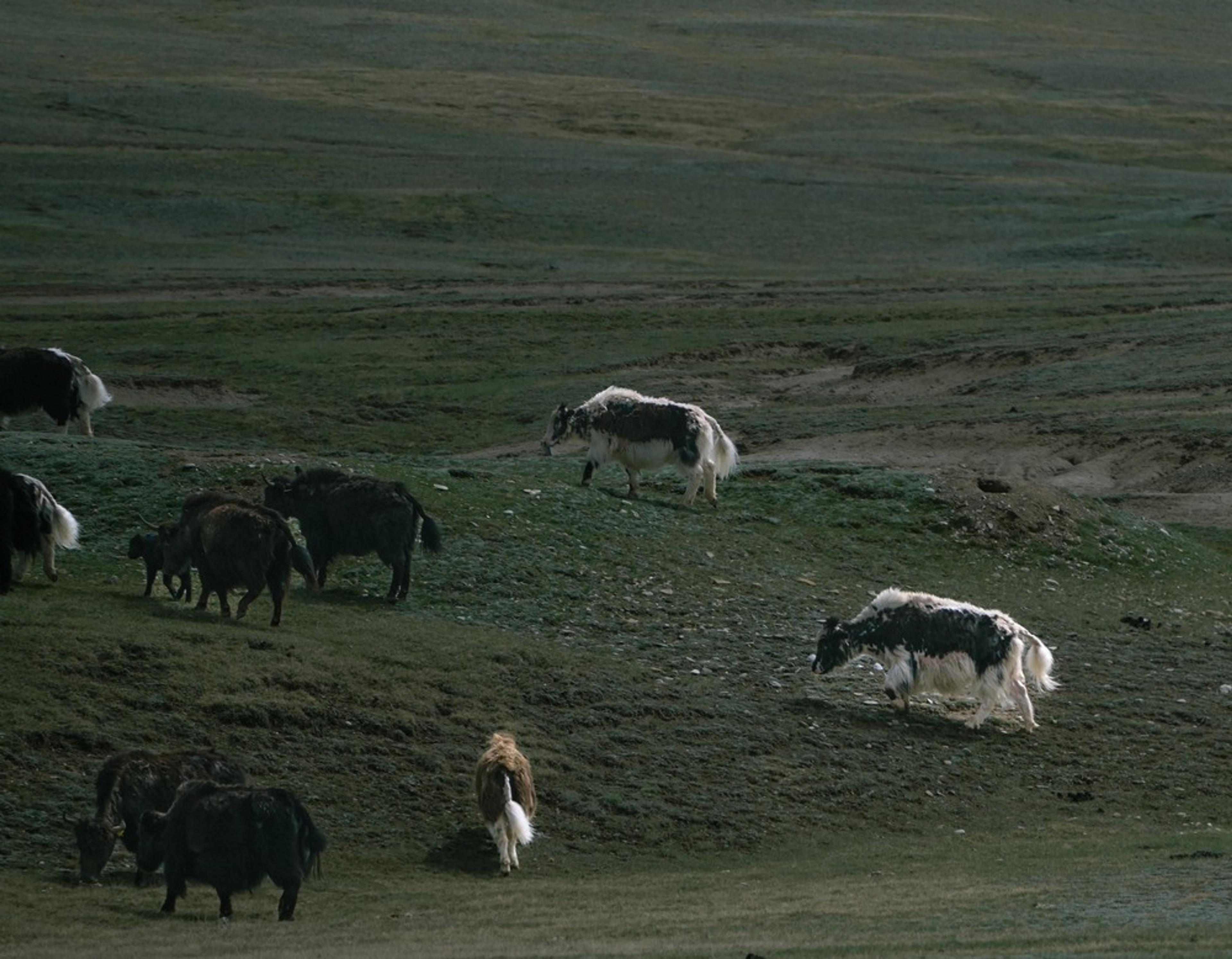 Yaks graze on the grassy steppes of Kyrgyzstan.