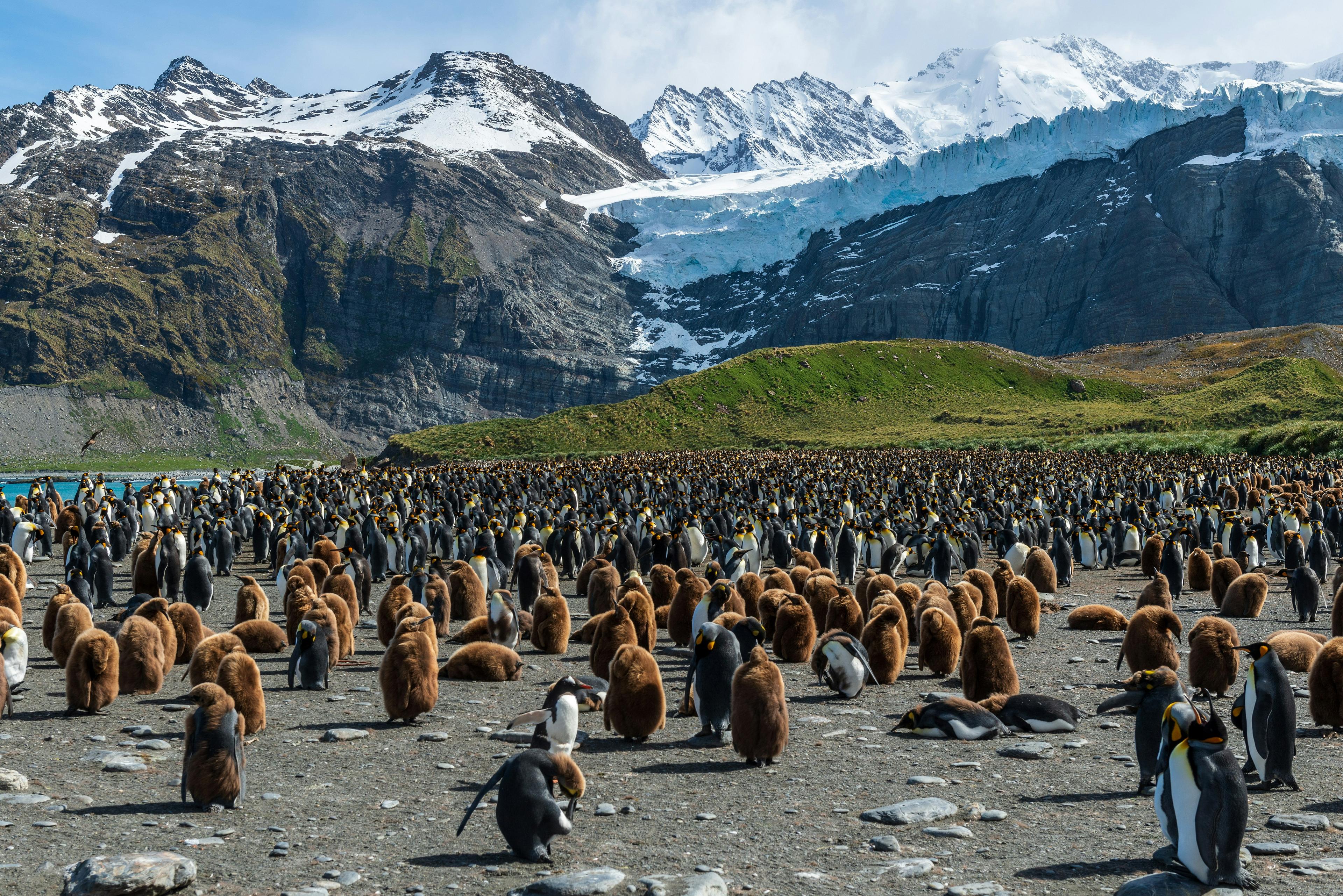 A vast colony of king penguins gathers at St. Andrews Bay on South Georgia Island against a backdrop of rugged snow-capped mountains.