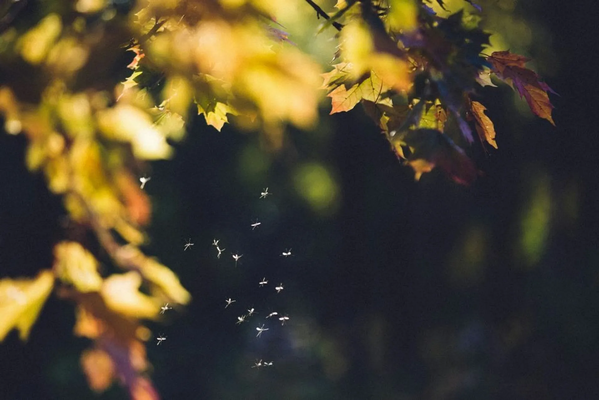 Mosquito Mayhem: Tips and tricks to avoid getting bitten on your travels