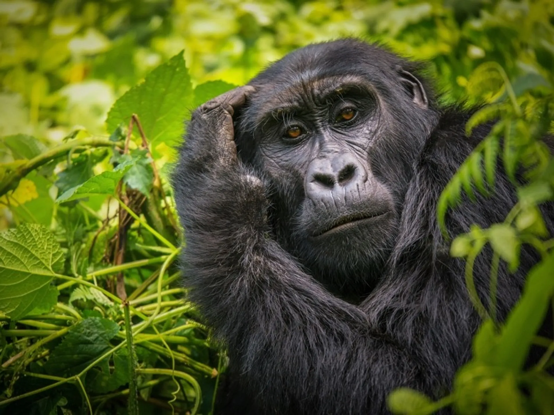 A contemplative mountain gorilla rests among lush greenery in the Bwindi Impenetrable Forest, Uganda.