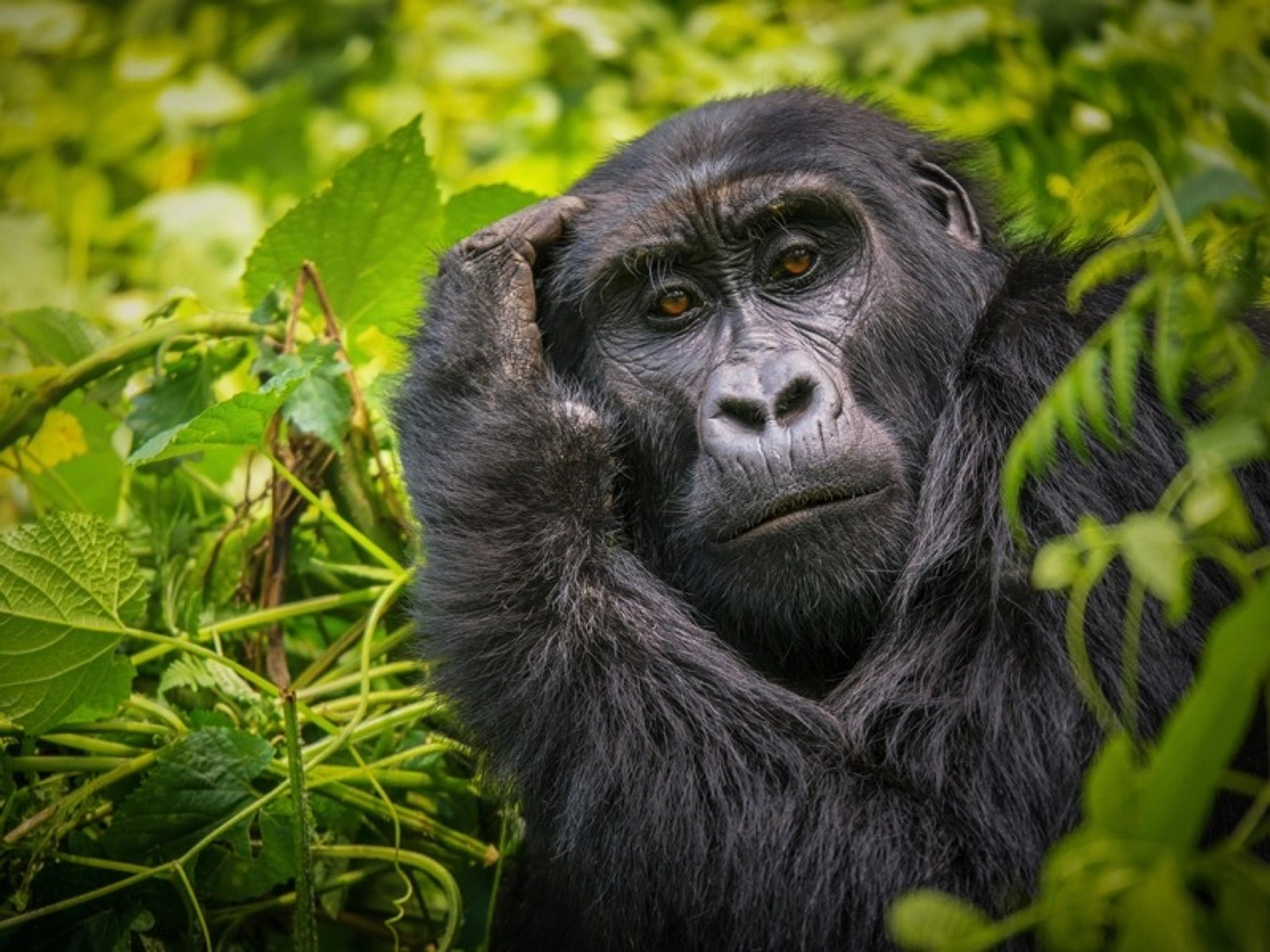 A contemplative mountain gorilla rests among lush greenery in the Bwindi Impenetrable Forest, Uganda.