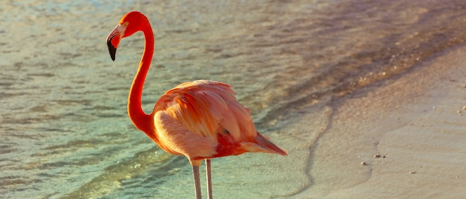 Aruba