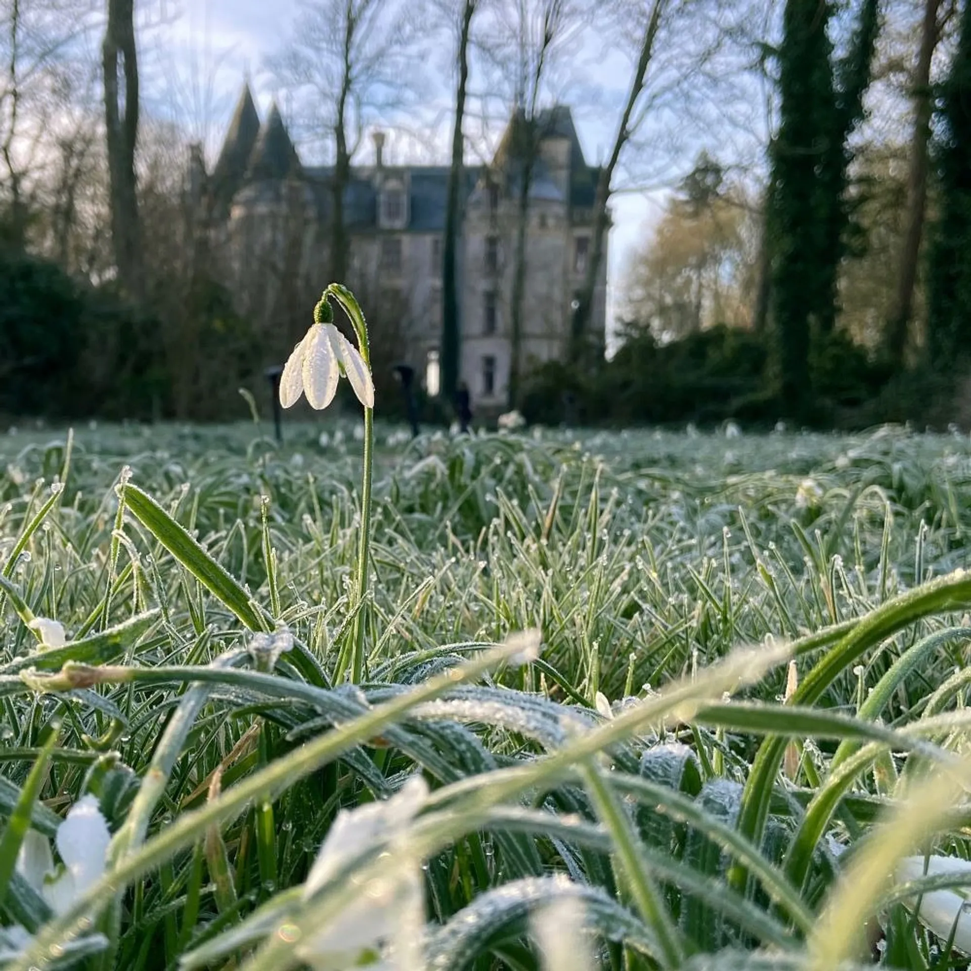 Snowdrop in frosty grass in front of a chateau