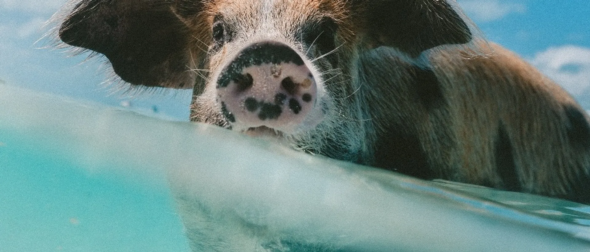 Nassau 🐽 at $435-$477 RT from Montréal
