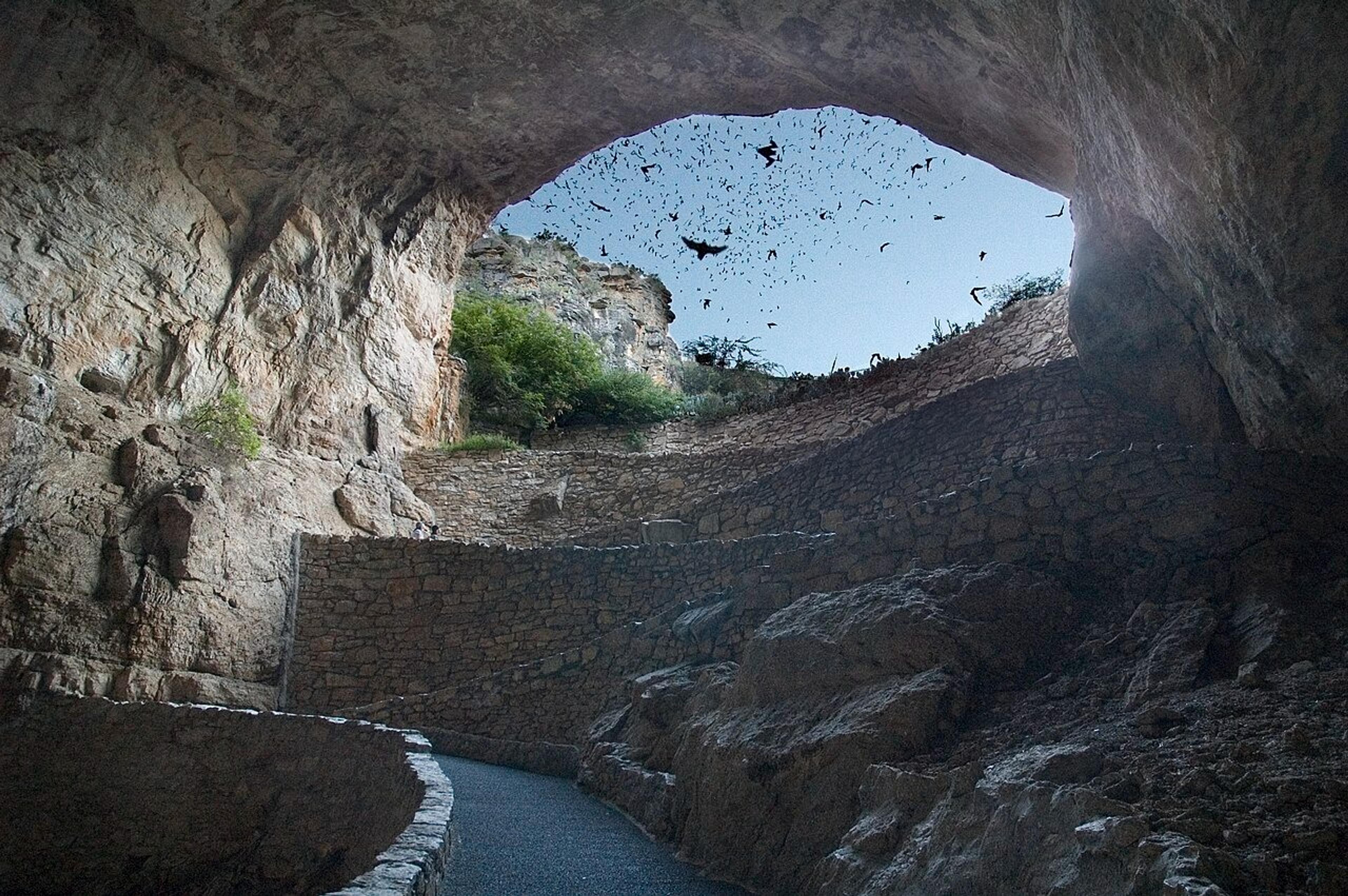 A view of the entrance to Carlsbad Caverns in New Mexico with a swarm of bats flying above.