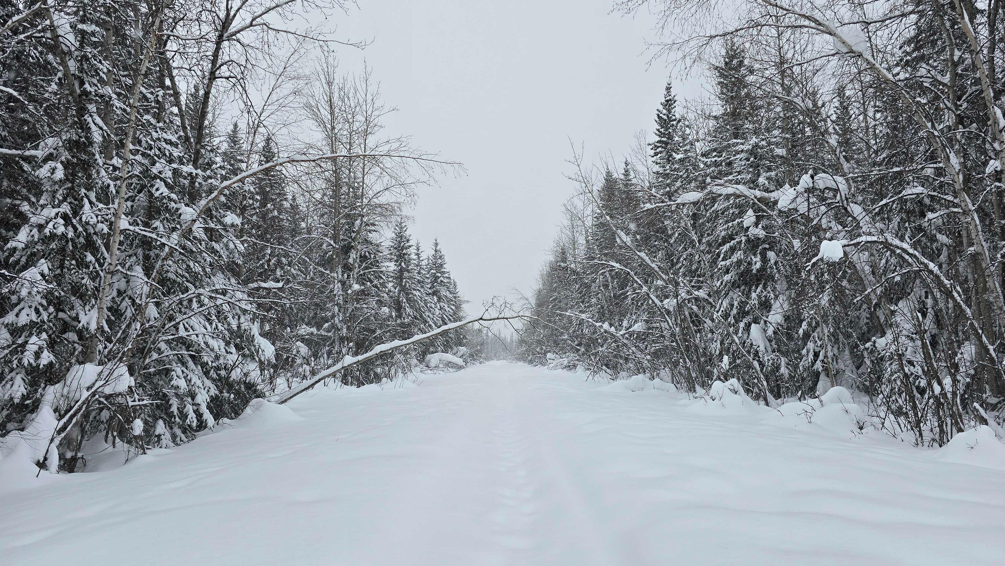 A snow-covered path winds through a dense, snowy forest in Alaska.