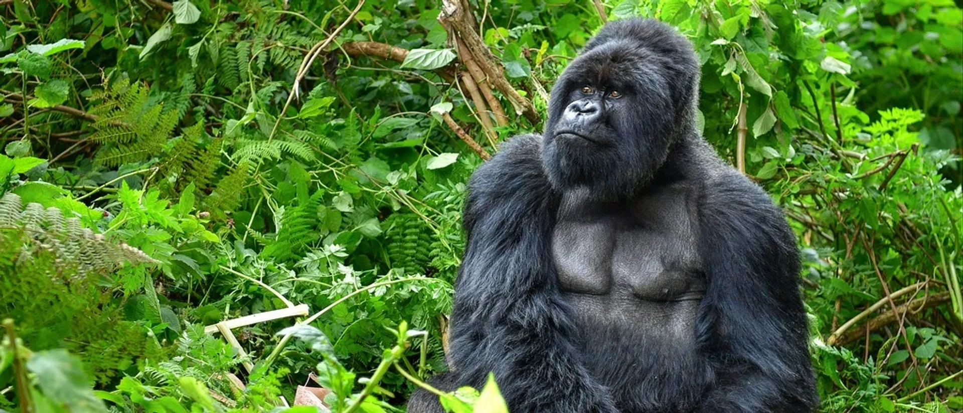 After You Land: Gorilla Trekking in Rwanda/Uganda