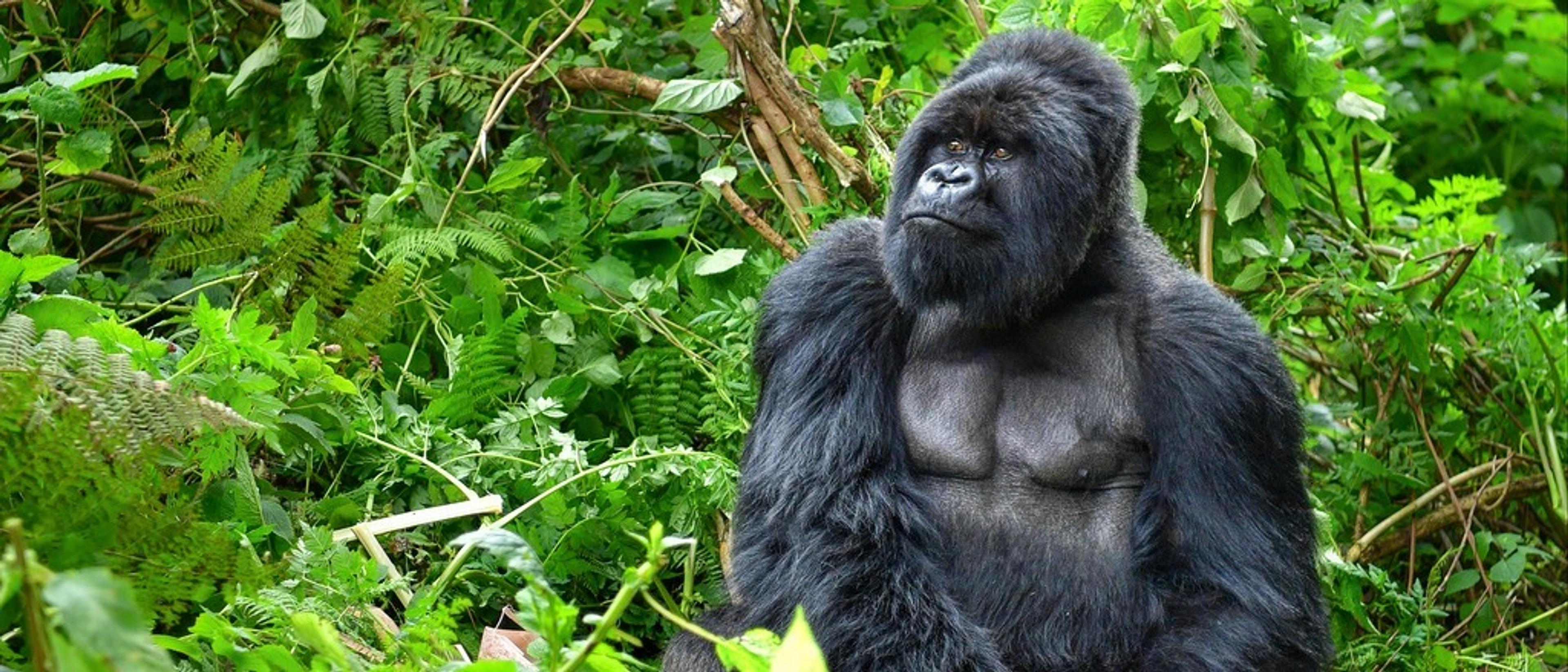 After You Land: Gorilla Trekking in Rwanda/Uganda