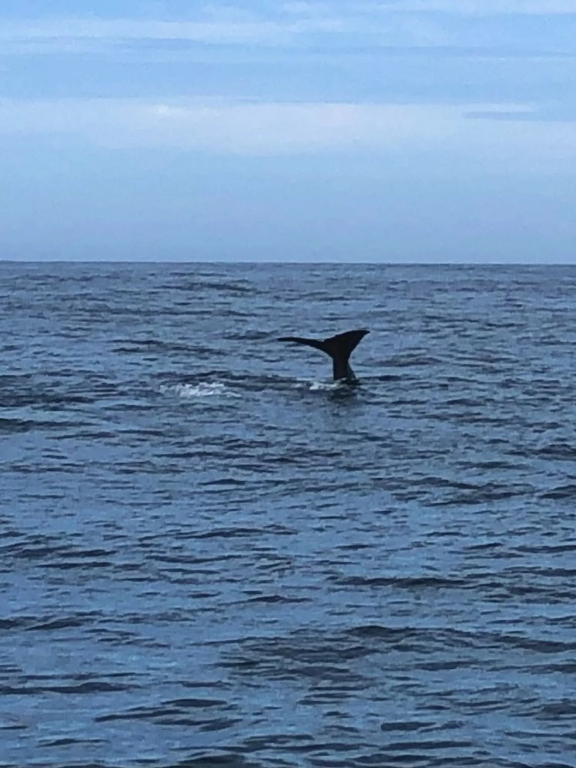 A whale's tail emerges from the ocean waters off the coast of New Zealand