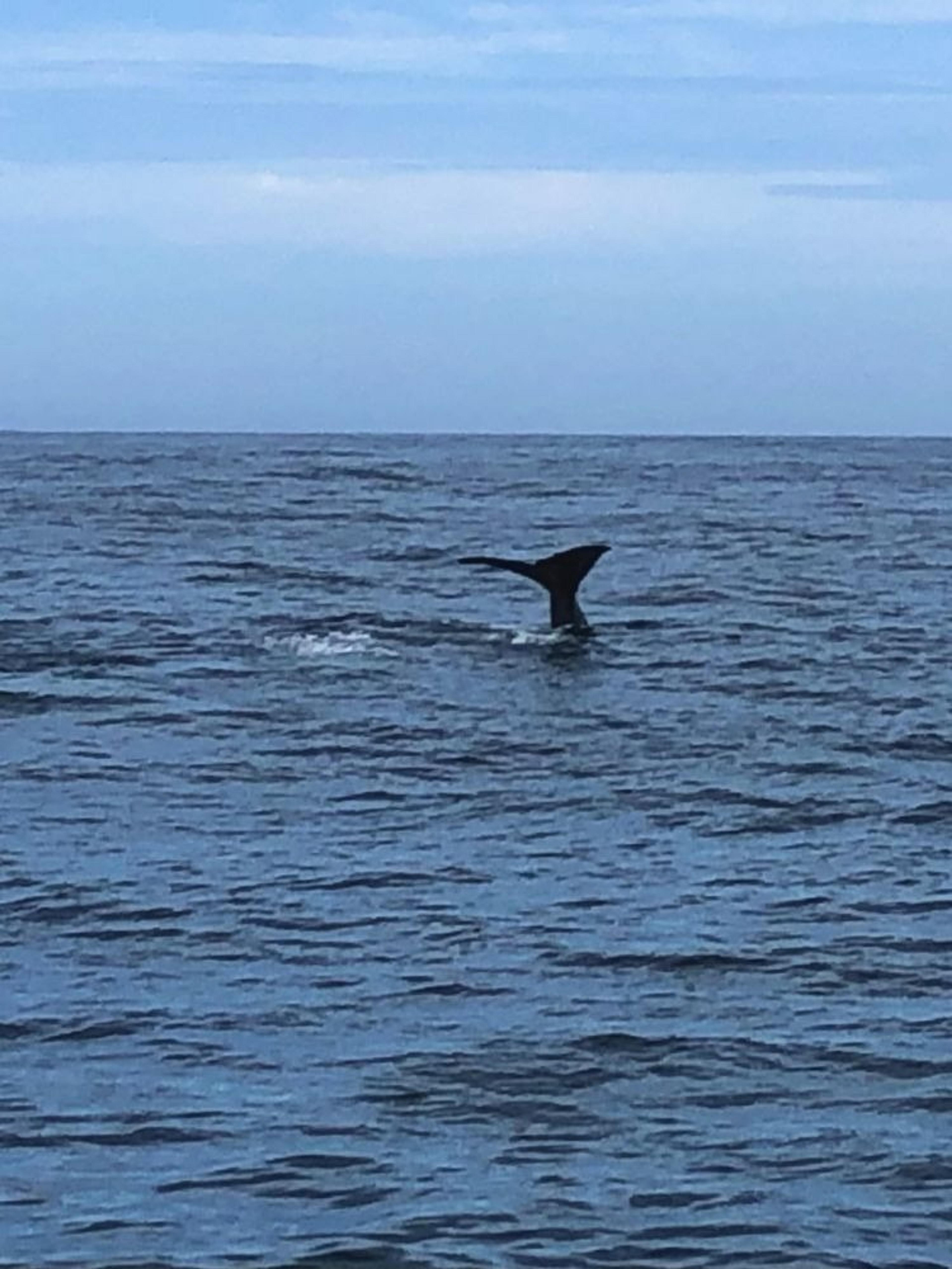 A whale's tail emerges from the ocean waters off the coast of New Zealand