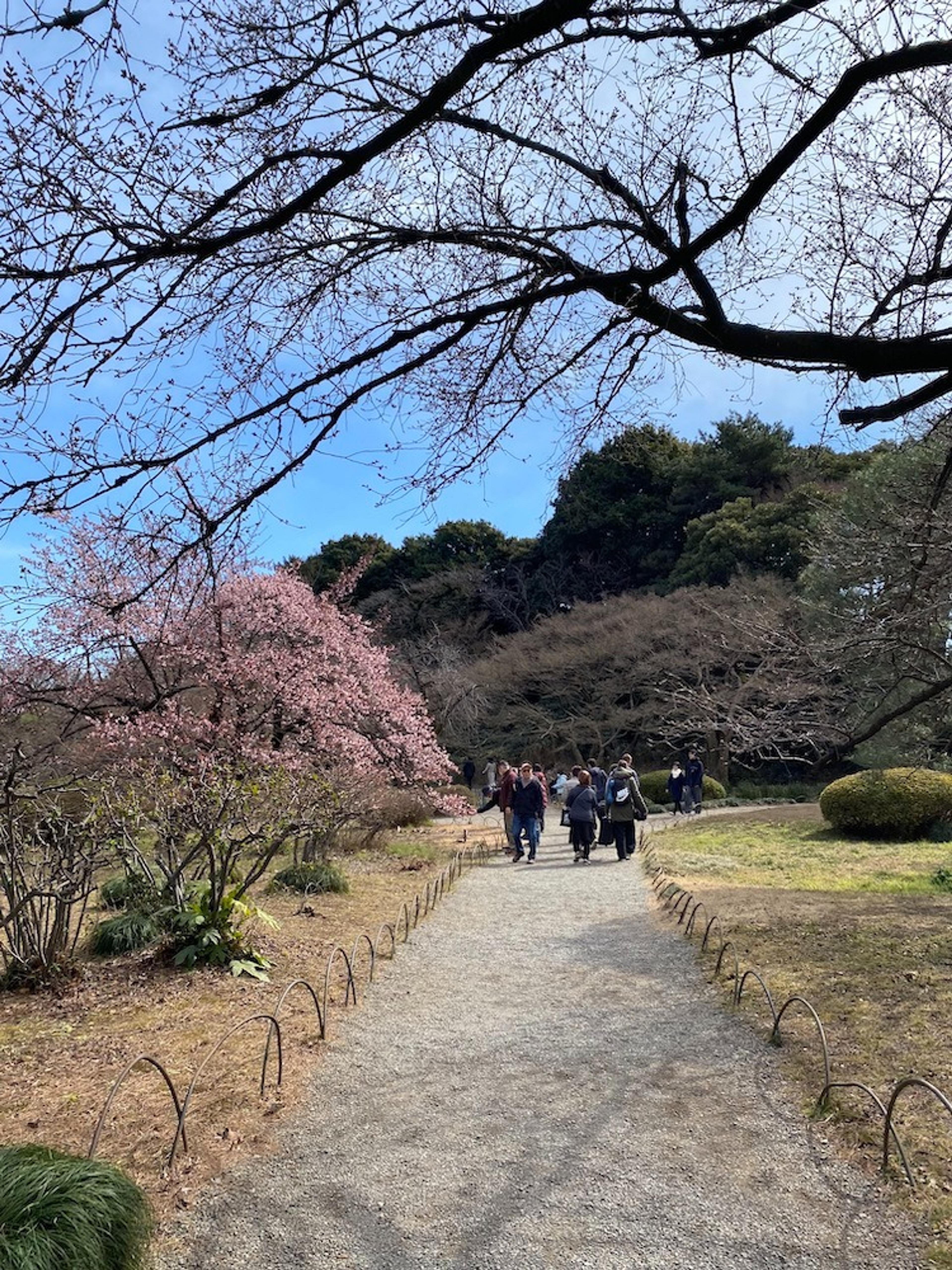 Plum Blossoms in the park