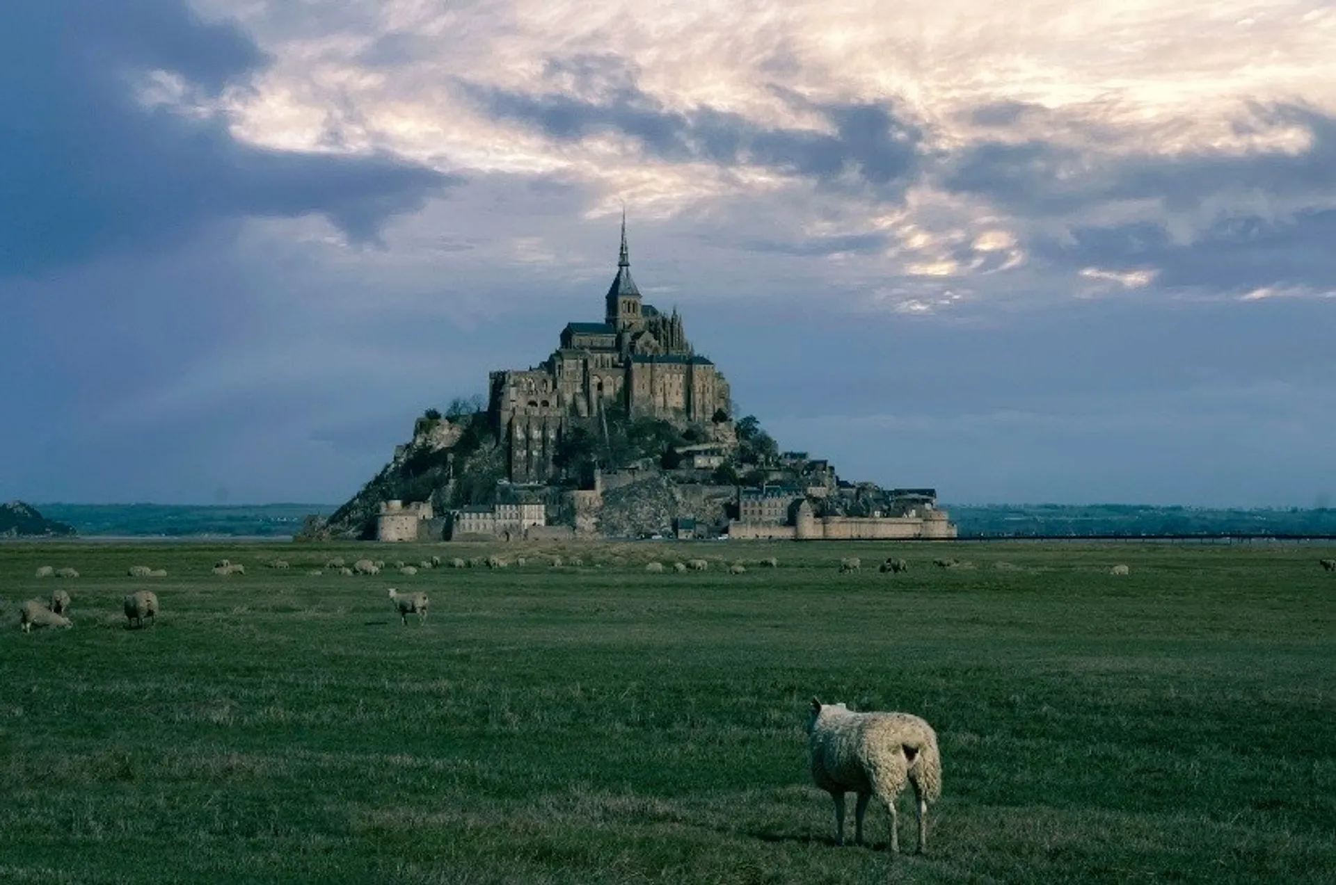 Mont-Saint-Michel rising above a grassy field with sheep