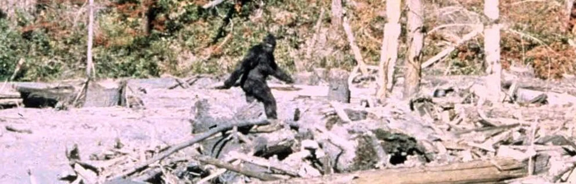 Bigfoot County, California: True Legends of the Redwood Curtain