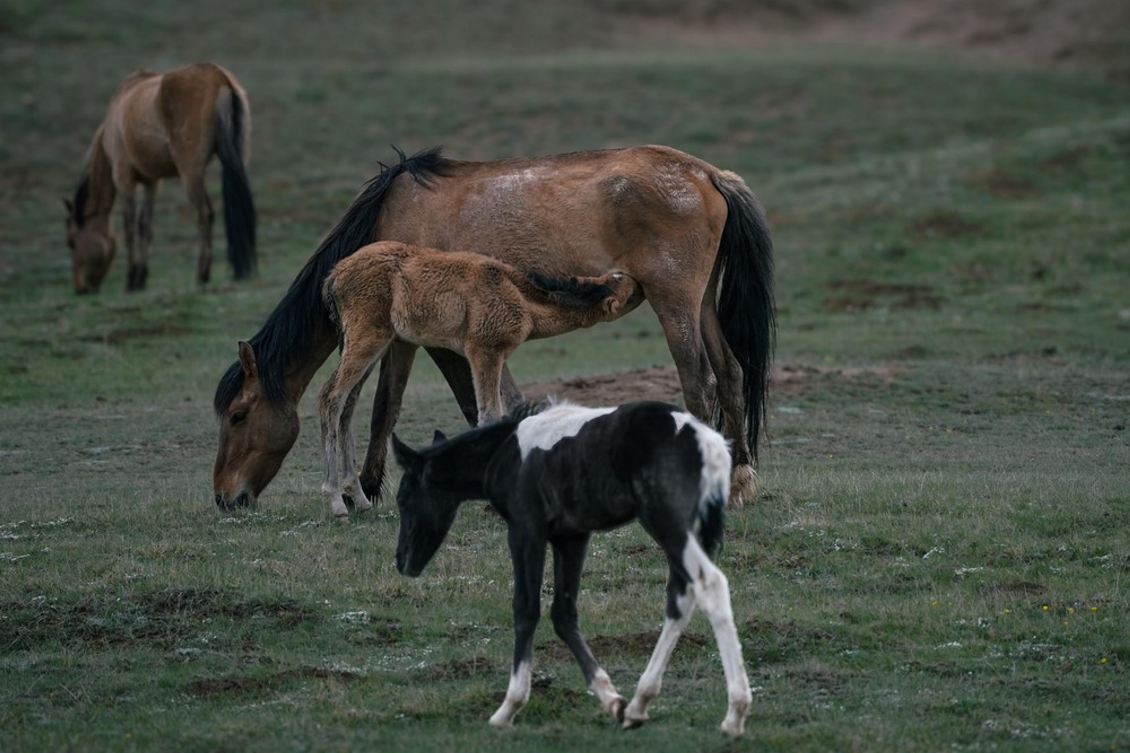 A foal drinks from its mother while horses graze peacefully on a grassy plain in Kyrgyzstan.