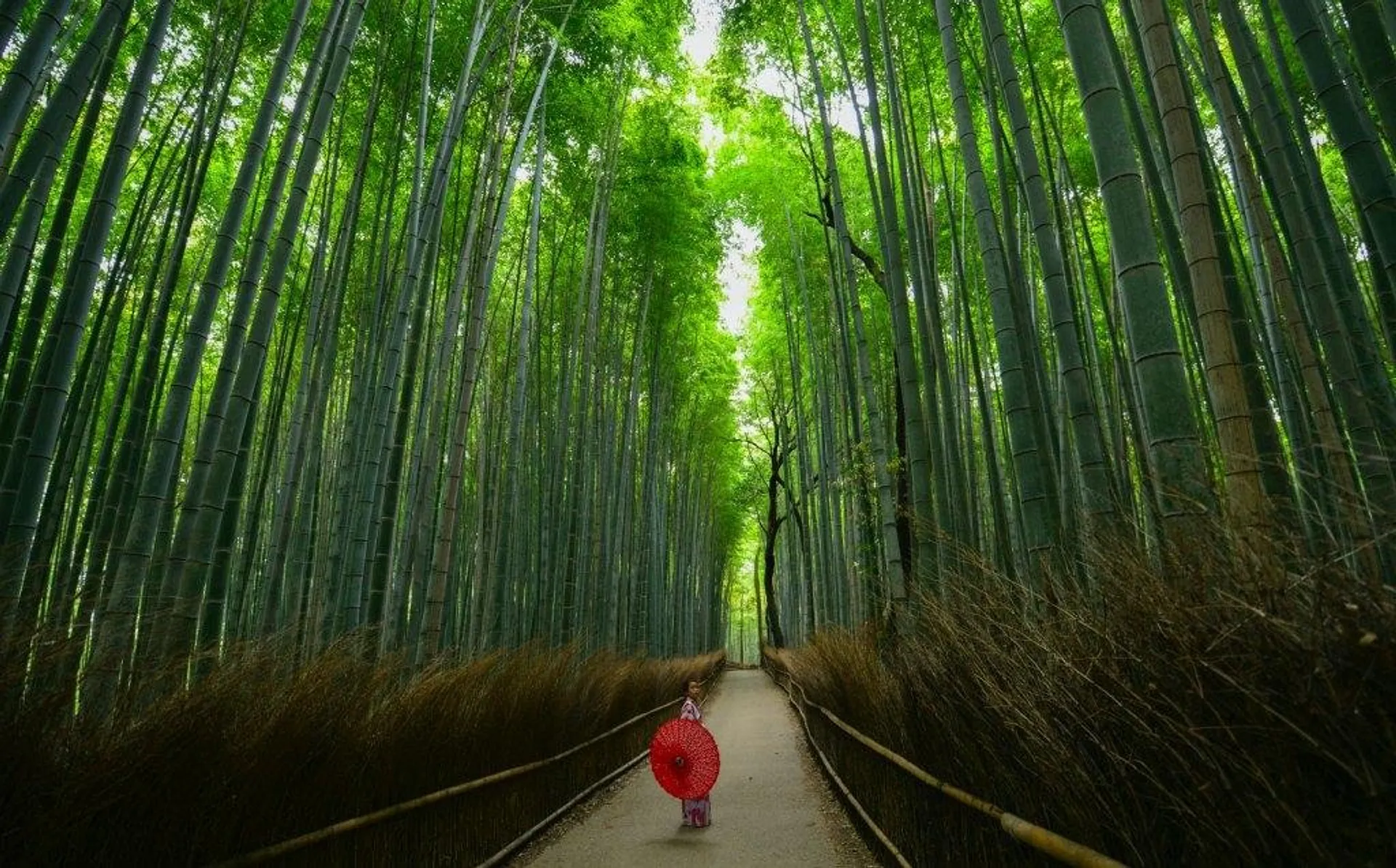 Arashiyama's bamboo grove towering above a person with a red parasol