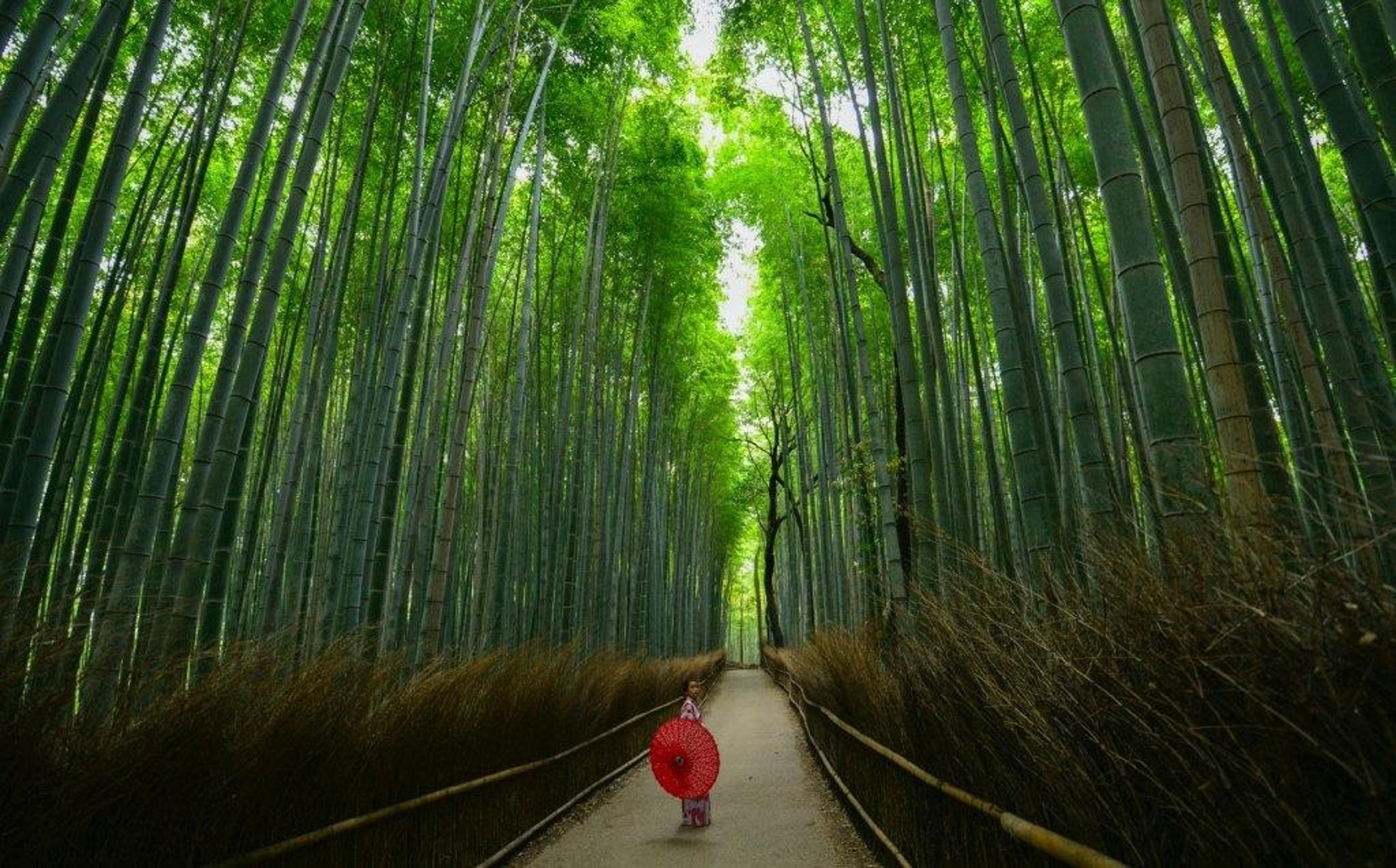 Arashiyama's bamboo grove towering above a person with a red parasol