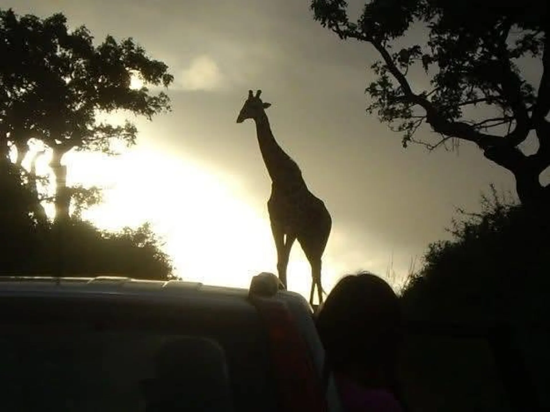 A silhouette of a giraffe at sunset in a Savannah-like setting, likely in a wildlife park in Africa.