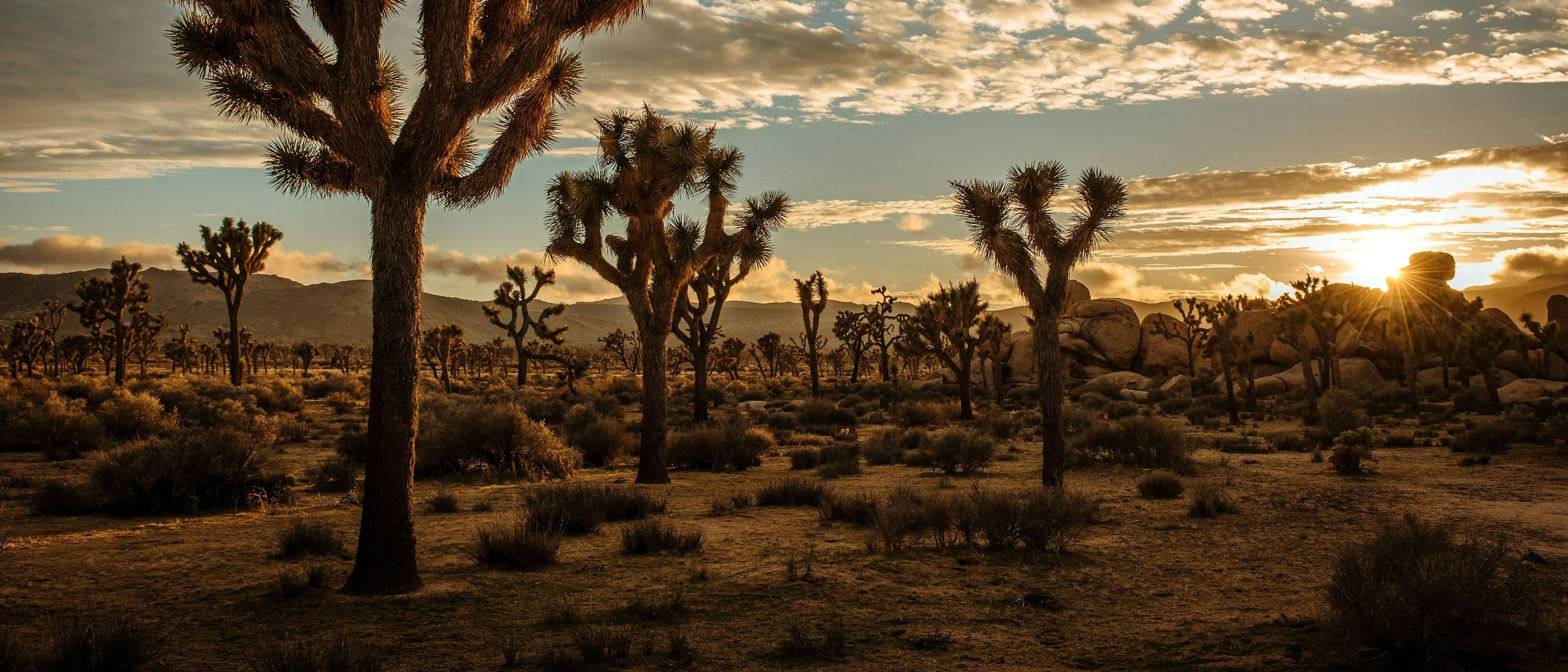 Finding Relief in California’s Desert Hotspot
