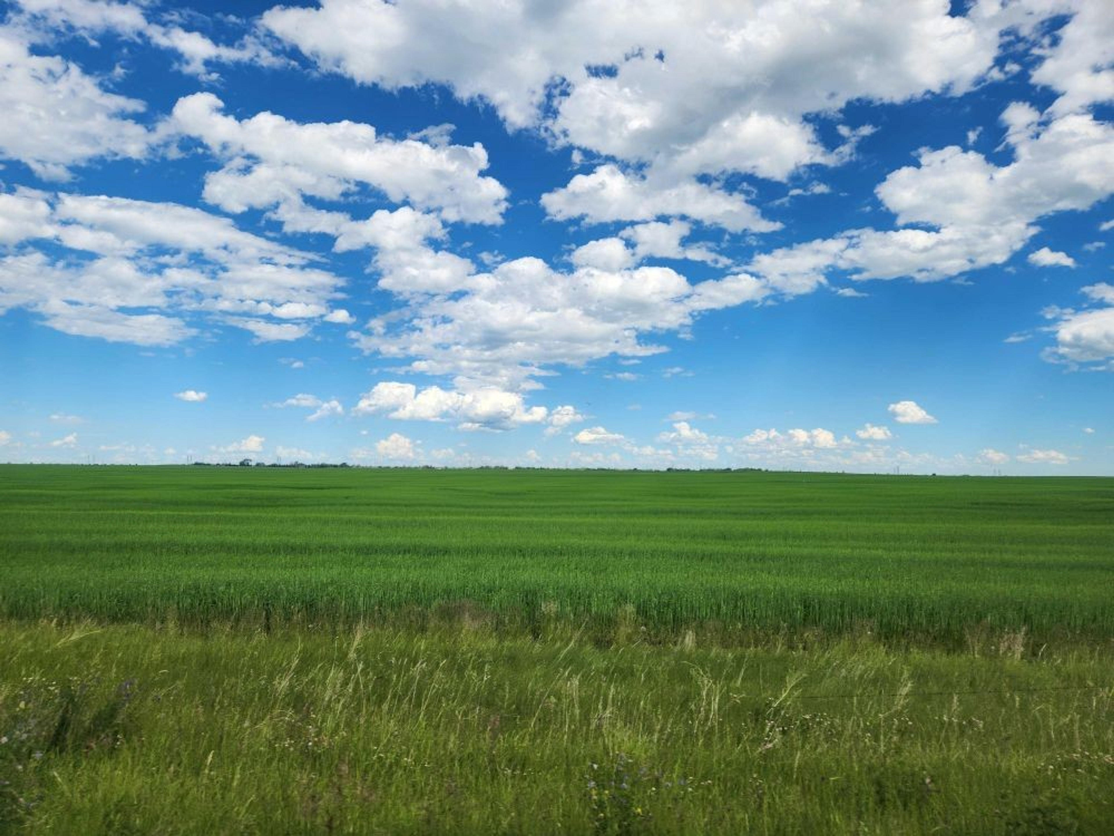 Expansive green fields stretch under a vibrant blue sky with scattered clouds, Alberta