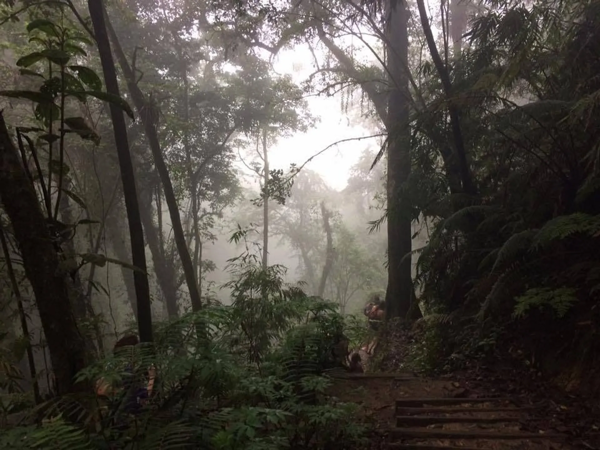 Misty trails weave through dense forests in Guatemala