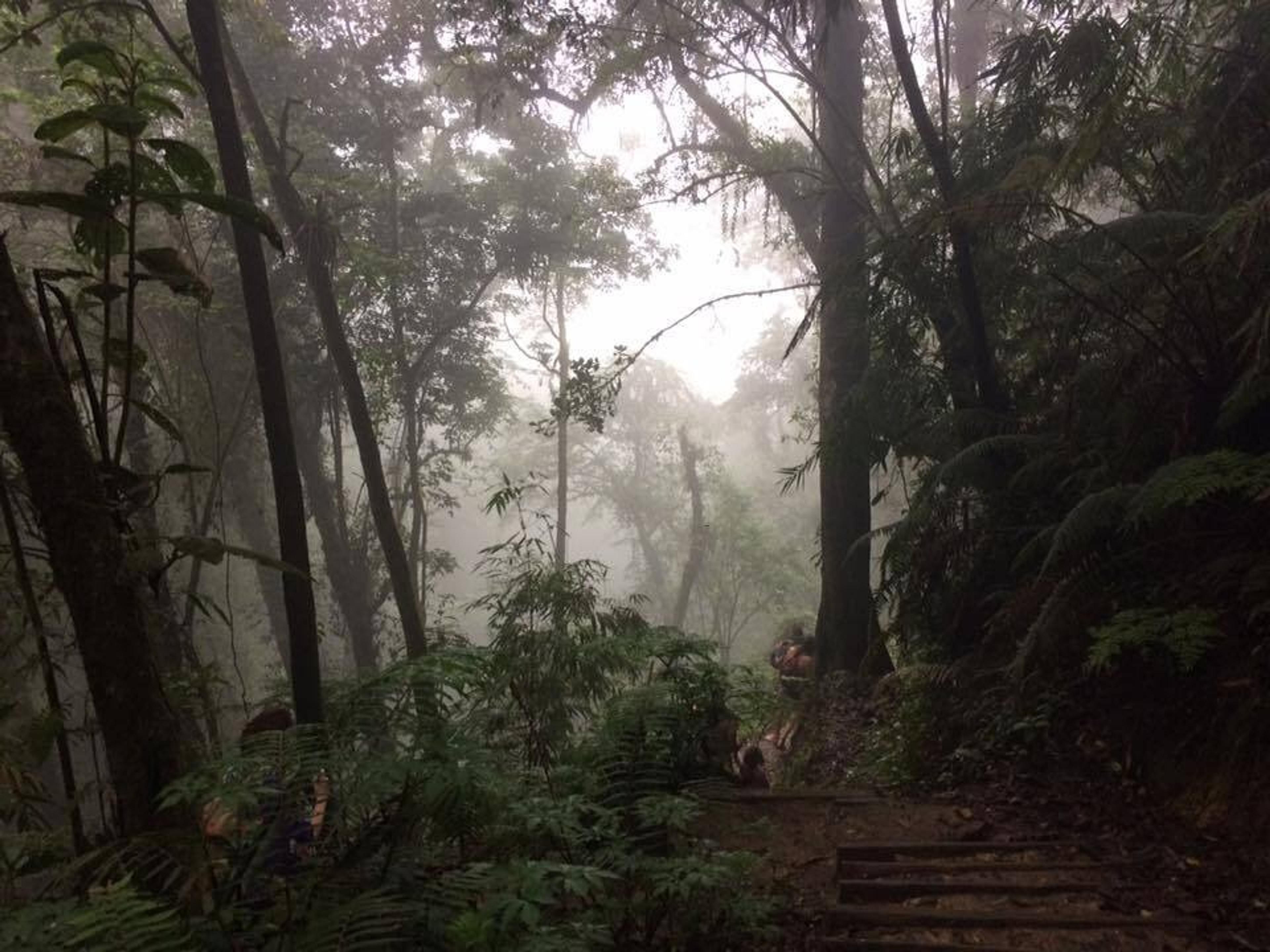Misty trails weave through dense forests in Guatemala