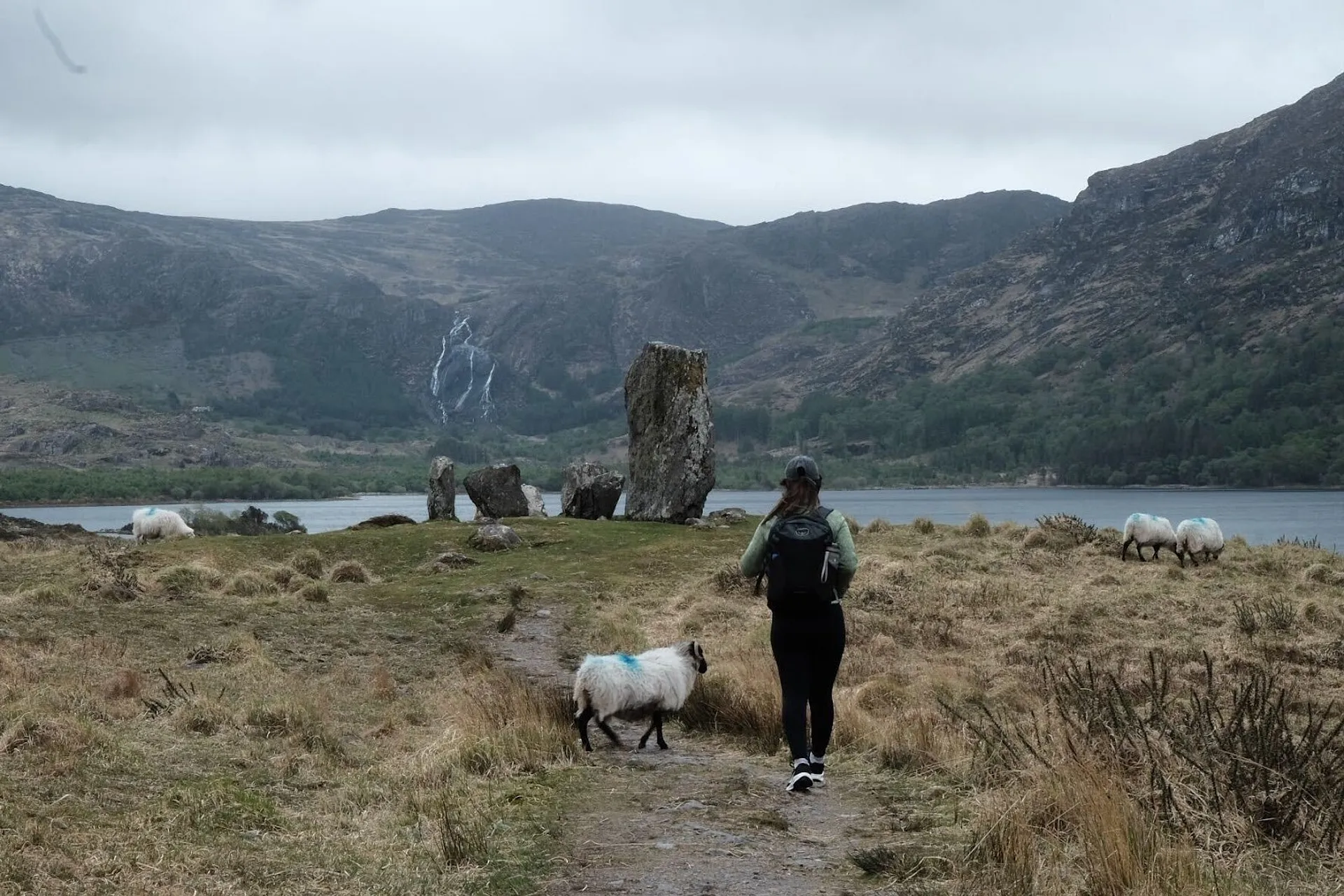 Woman walking towards standing stones, accompanied by sheep