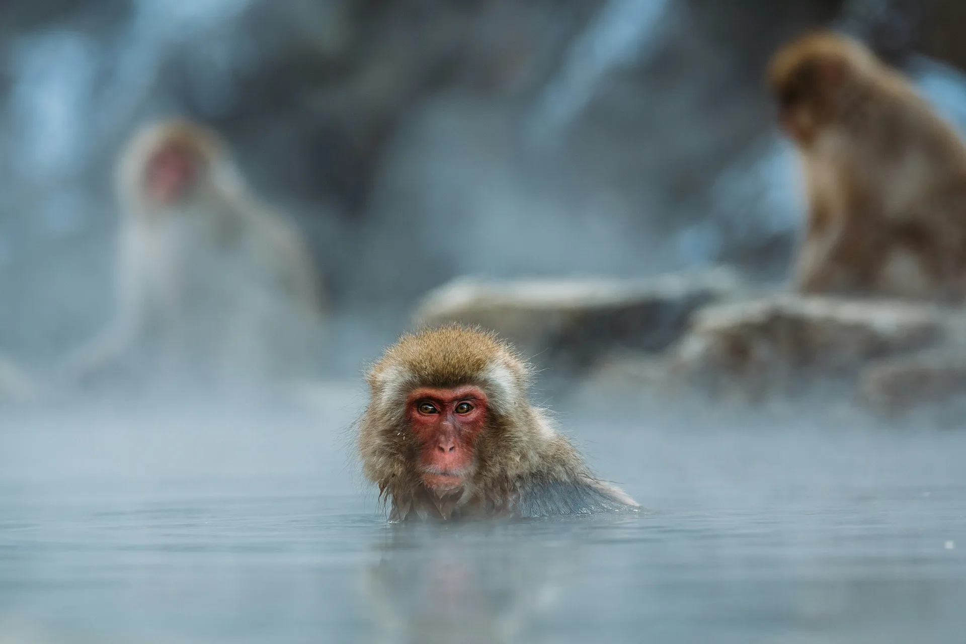 A Japanese macaque relaxes in the steaming hot springs of Jigokudani Monkey Park in Nagano, Japan.