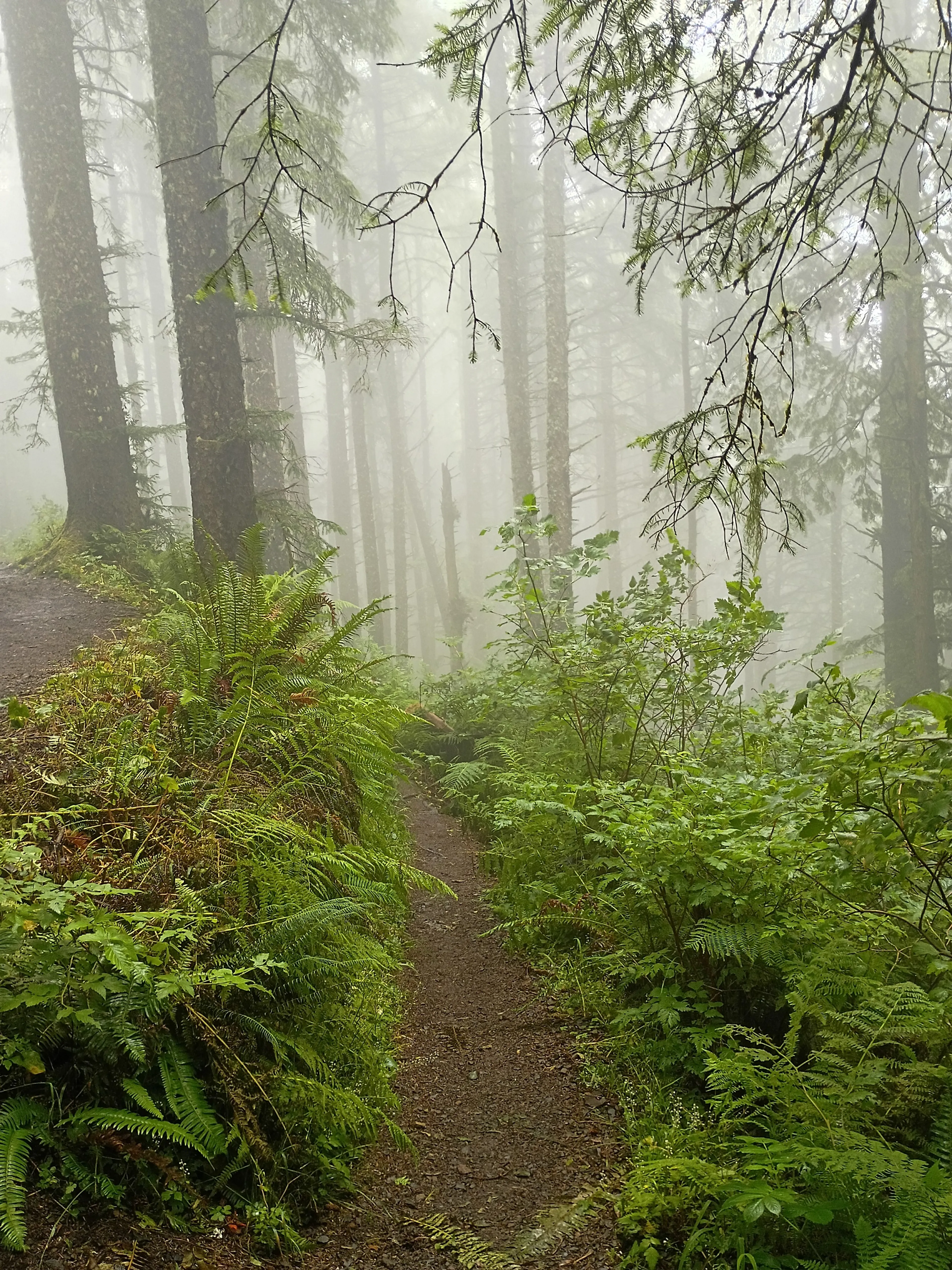 A misty trail winds through the lush greenery of the Pacific Northwest forest, likely in Oregon or Washington.