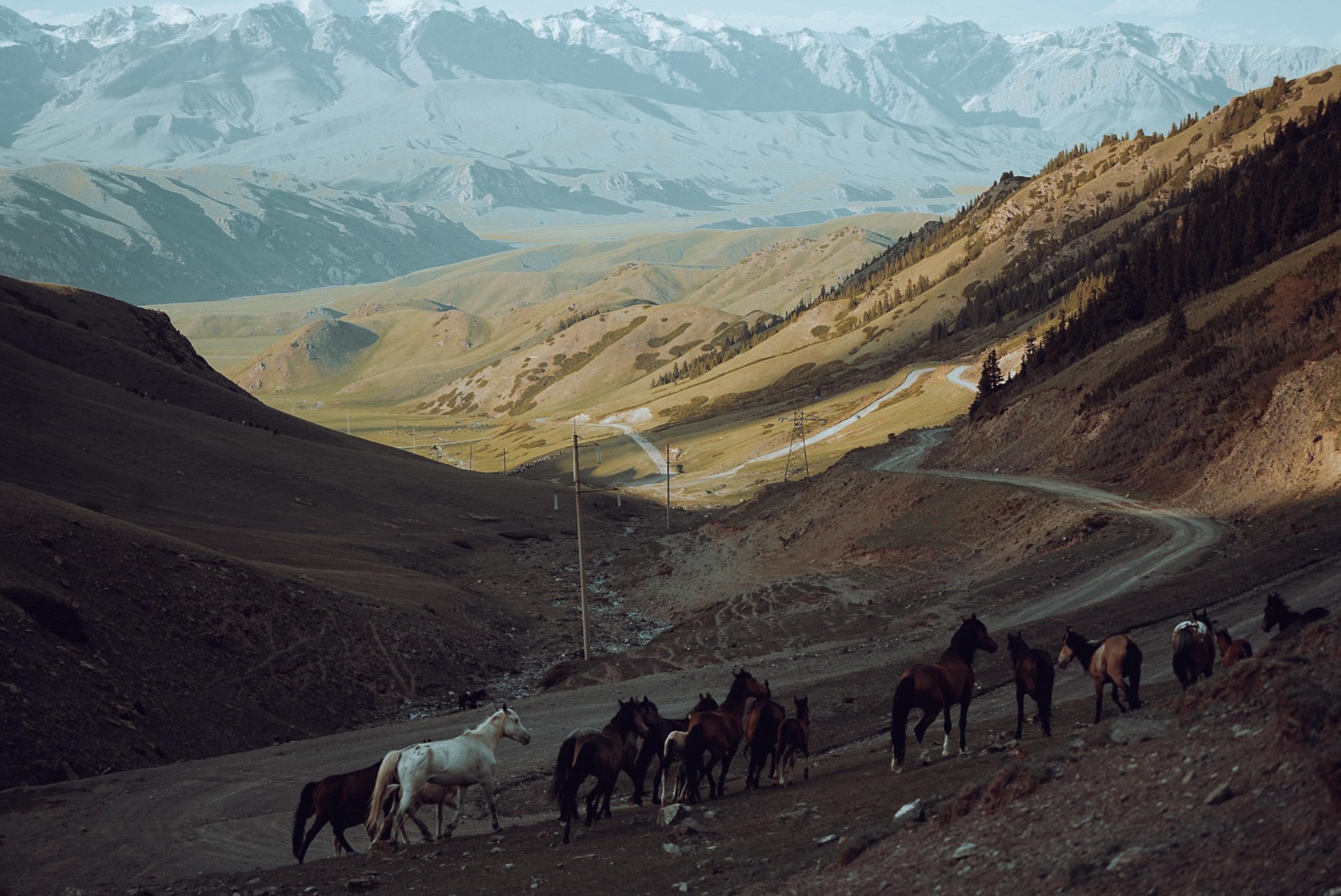 A herd of horses moves along a winding road in the mountainous landscape of the Tien Shan range in Kyrgyzstan.