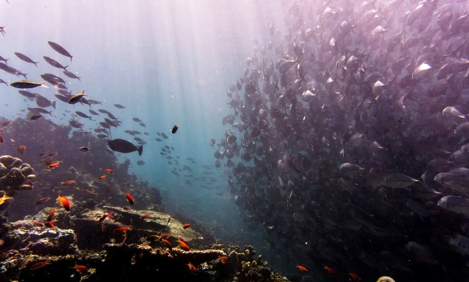 Diving in Malaysia