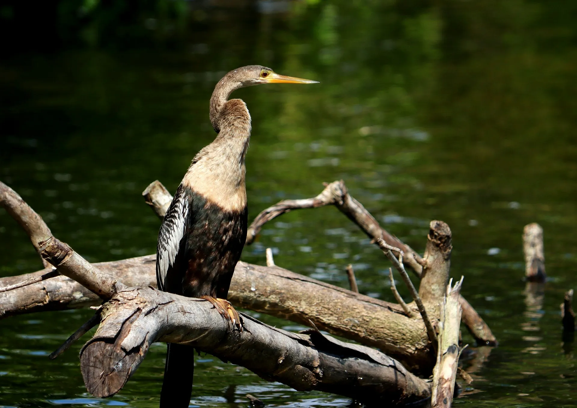 A long-necked waterbird perches on a log over a river