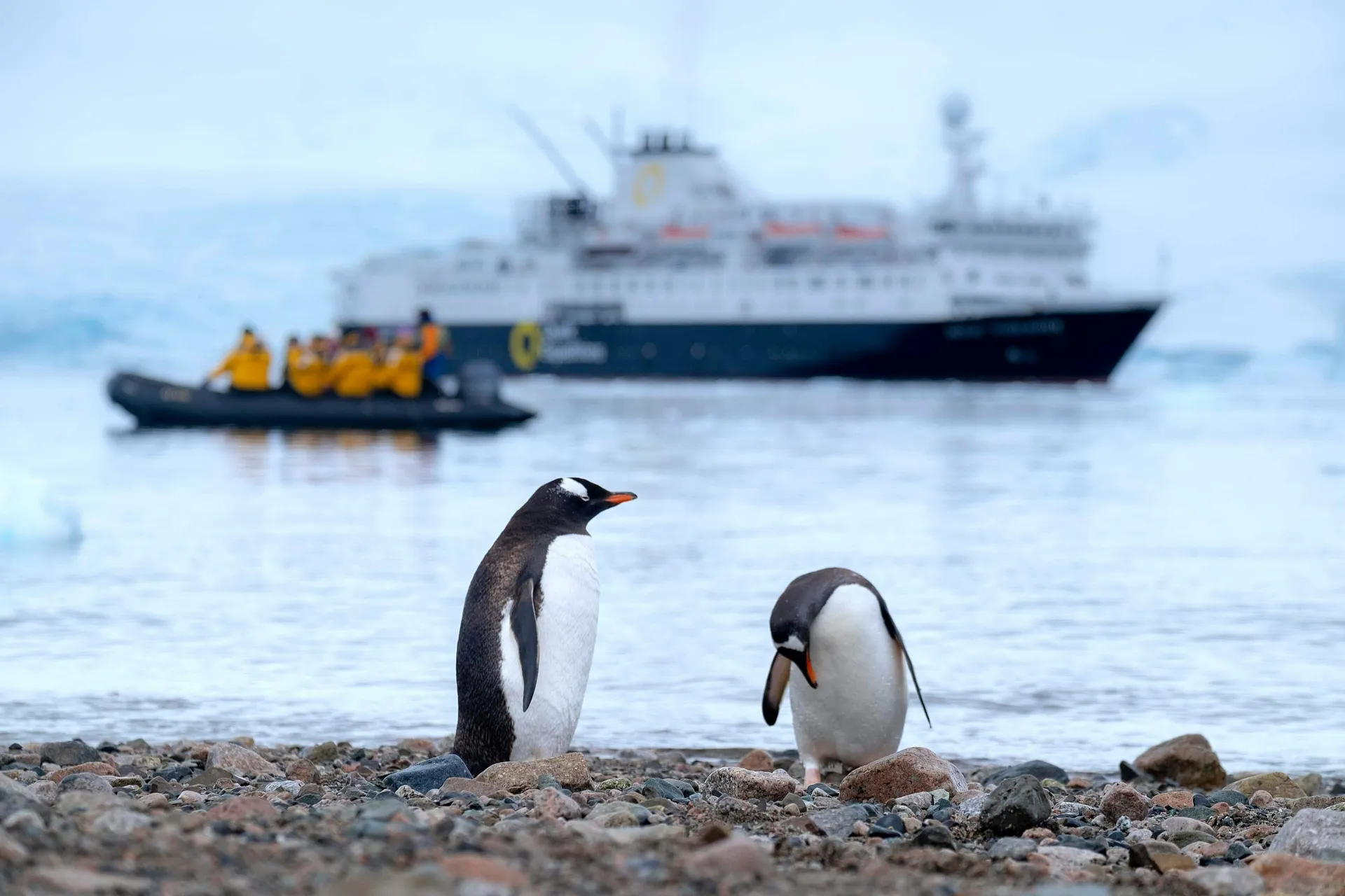 Two penguins stand on a rocky shore in Antarctica with a cruise ship and a group of tourists arriving in a rubber boat in the background.