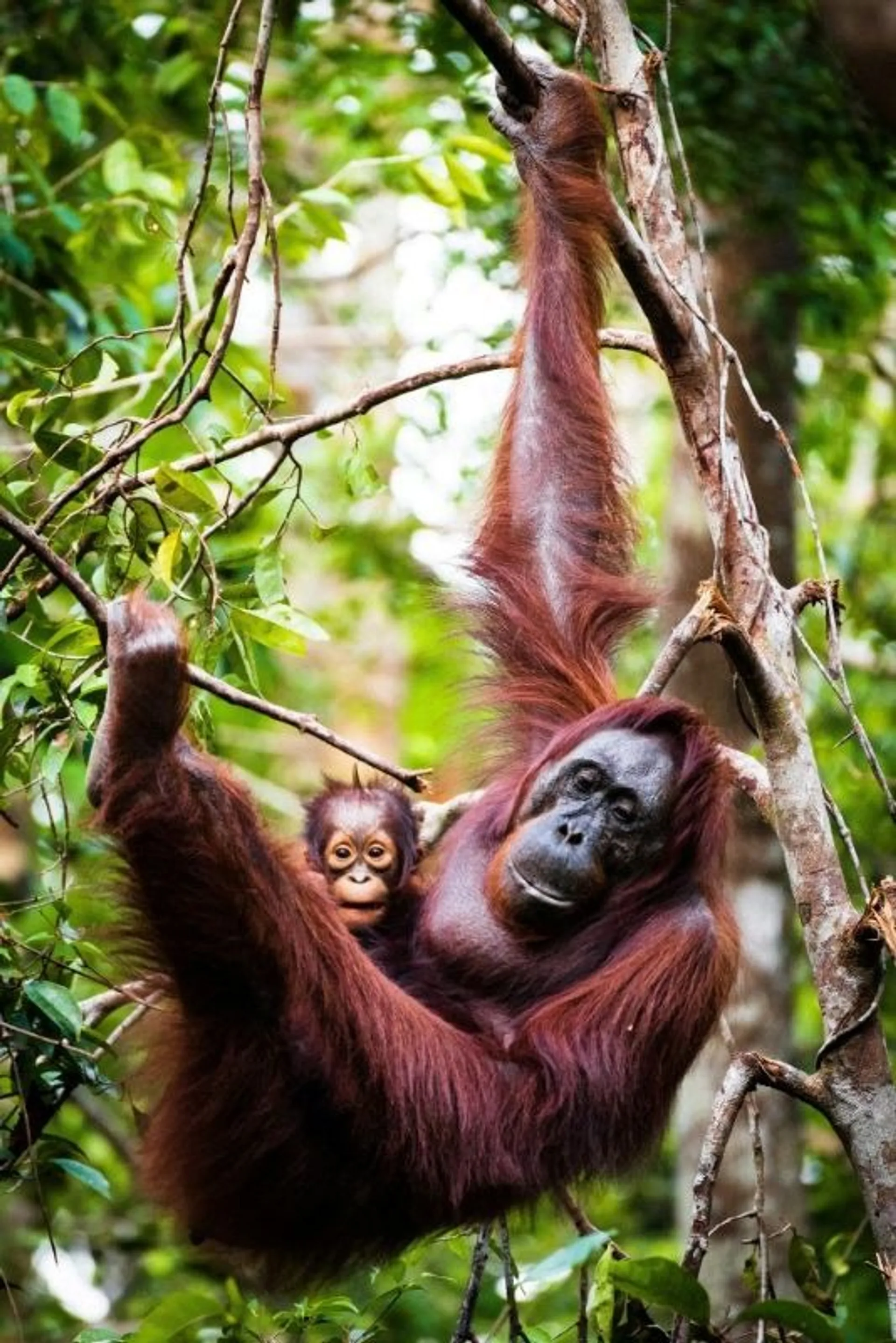 A mother orangutan and her baby hang from a tree branch in the lush rainforests of Borneo.
