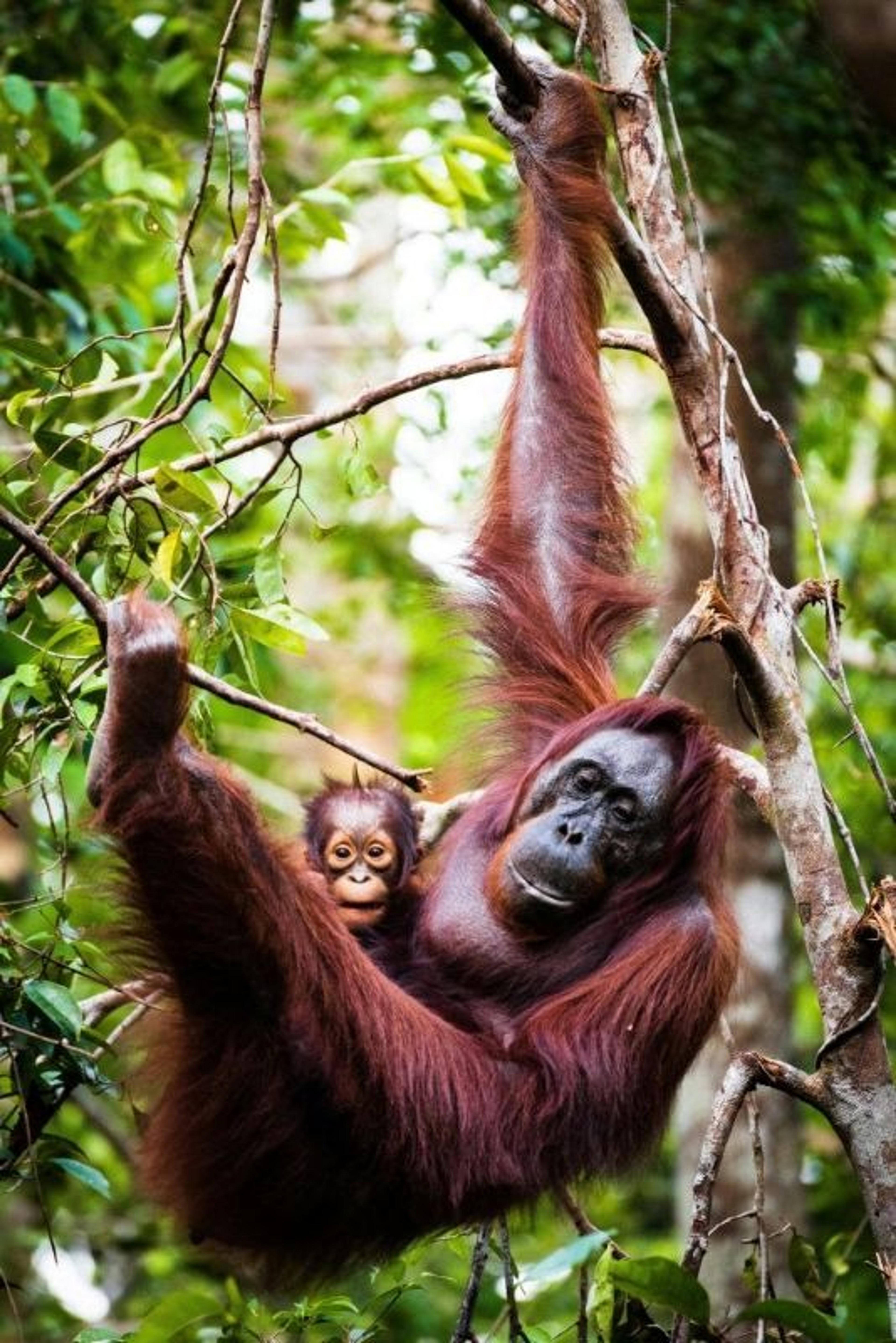 A mother orangutan and her baby hang from a tree branch in the lush rainforests of Borneo.
