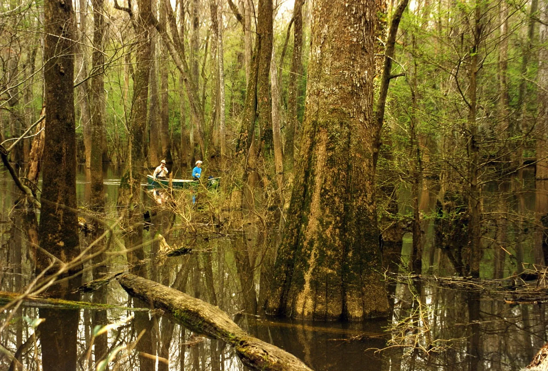 Two people navigate a canoe through the tranquil waters of Congaree National Park's swampy forest.