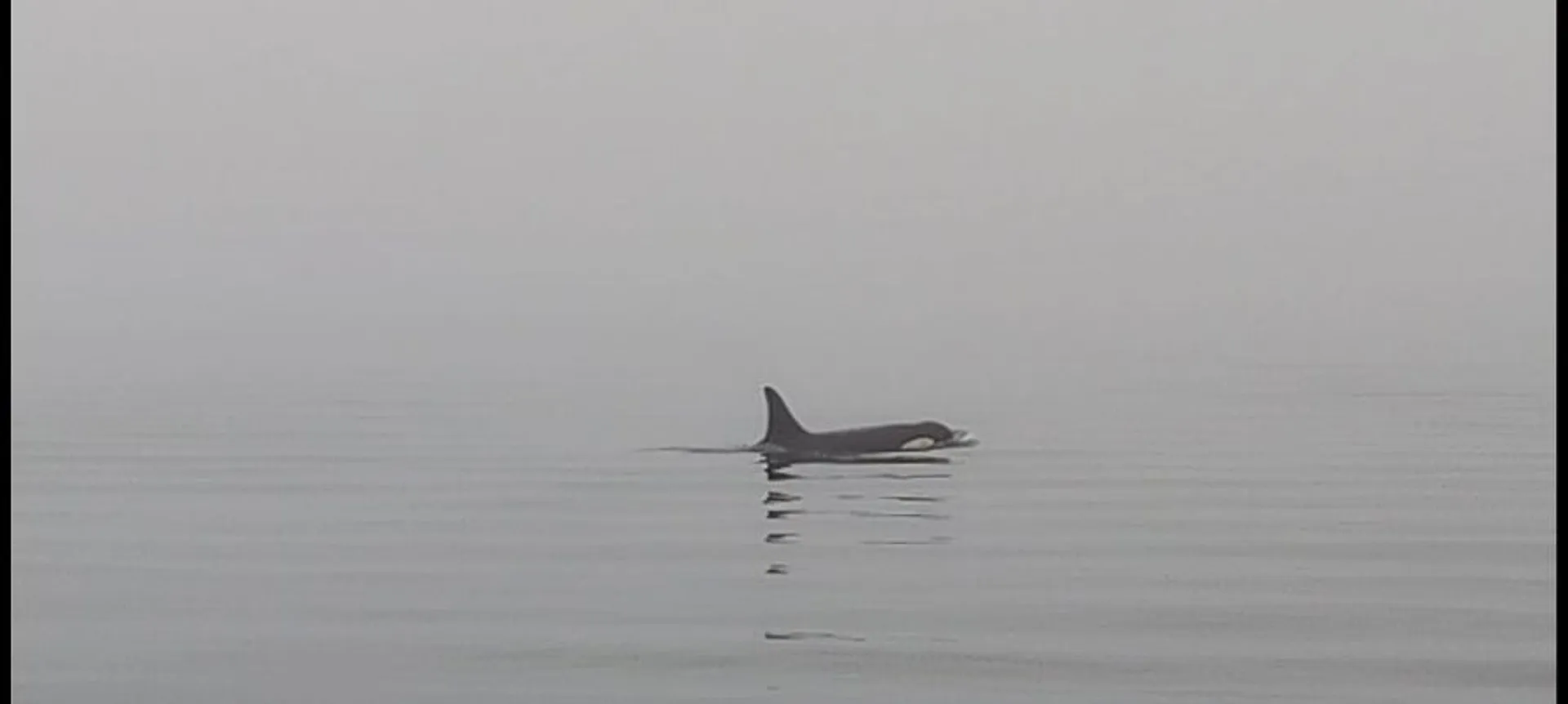 An orca swims gracefully through the misty waters creating a serene and mysterious scene.