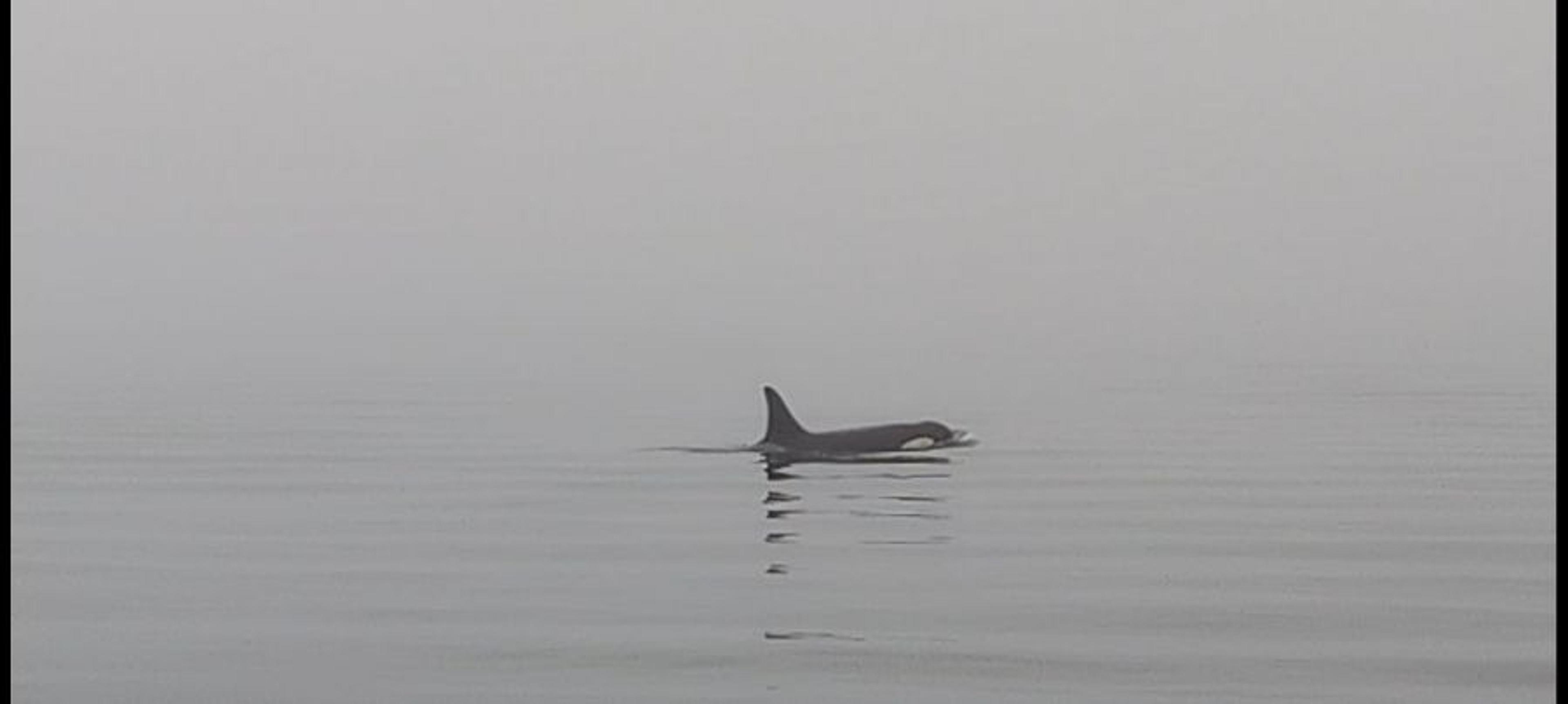An orca swims gracefully through the misty waters creating a serene and mysterious scene.