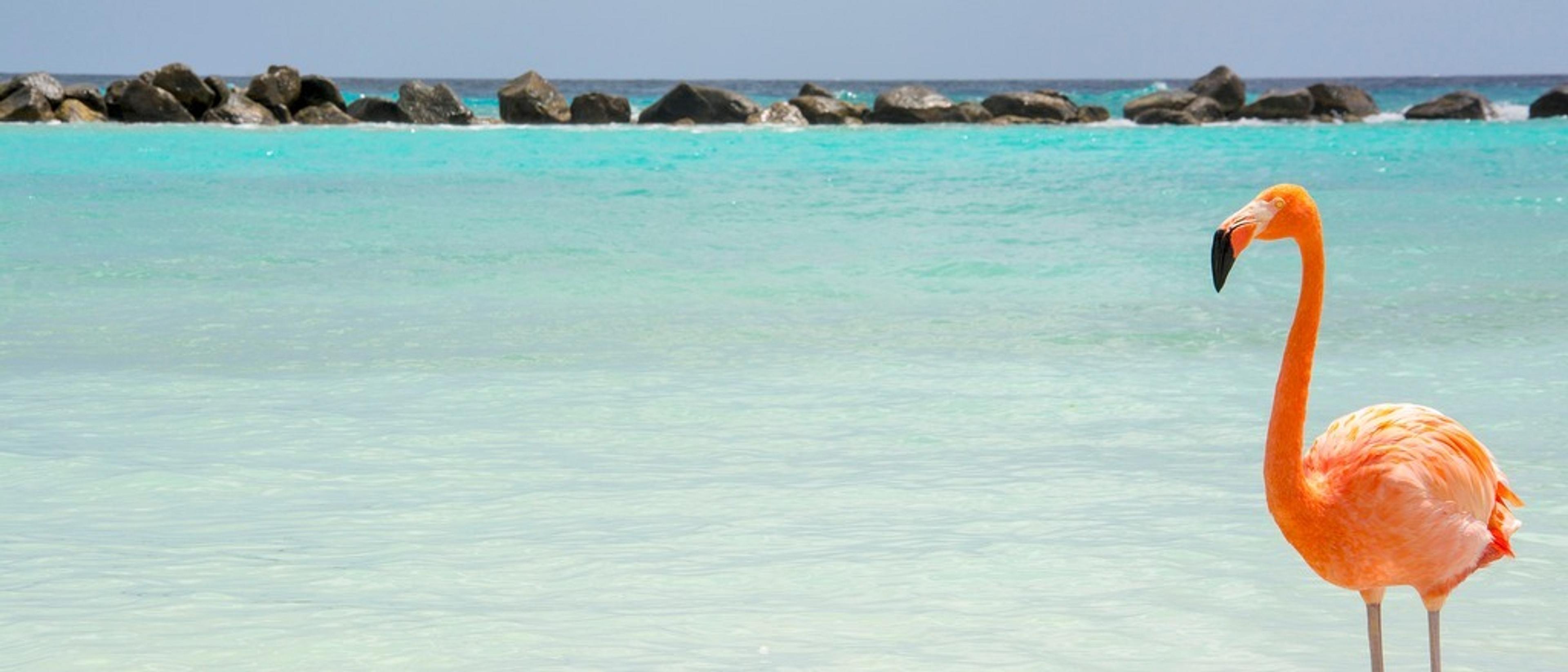 🦩Aruba at $596 RT from Saskatoon