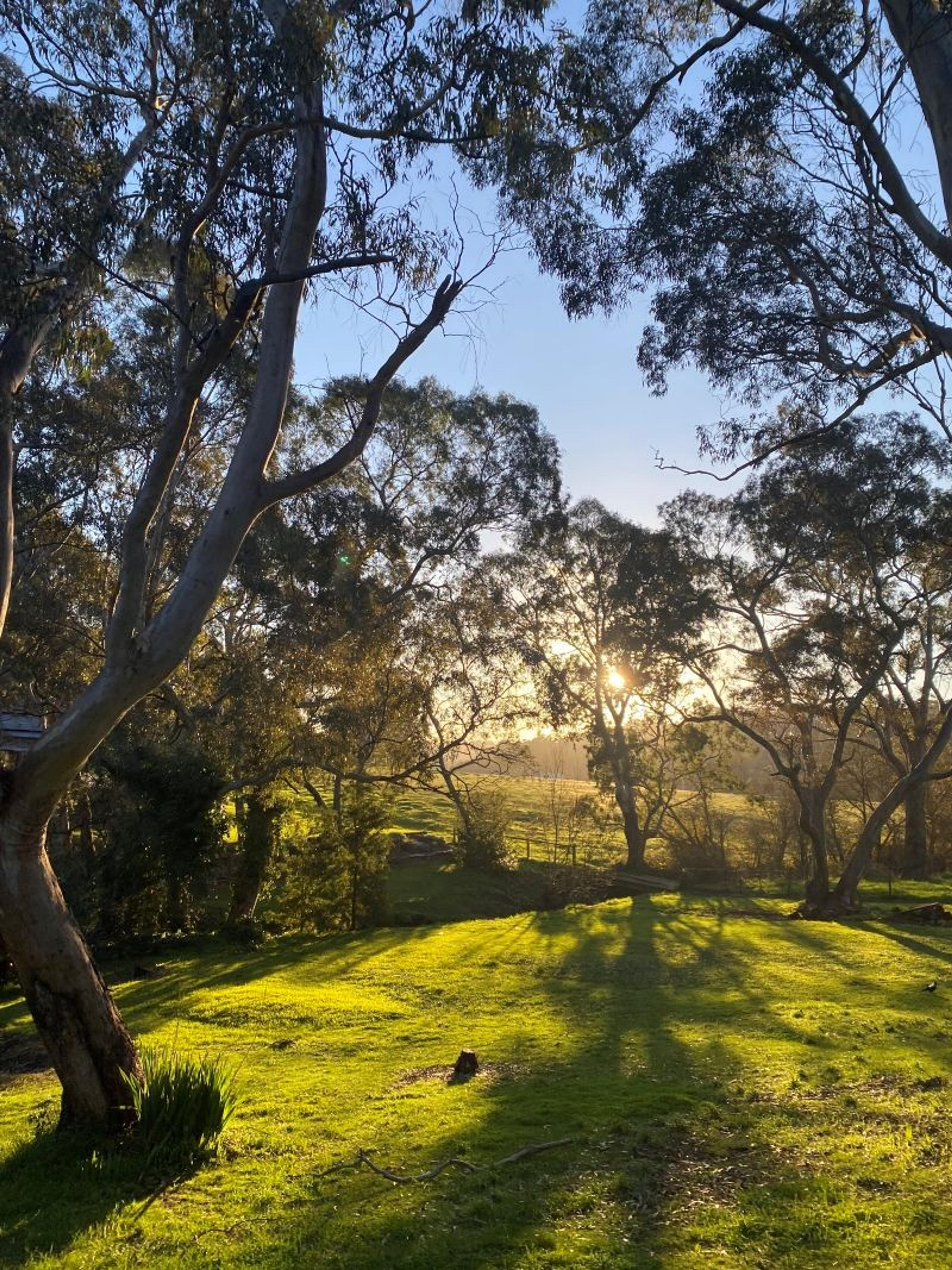 Sunset filters through the trees over a peaceful, green landscape in the Australian countryside.