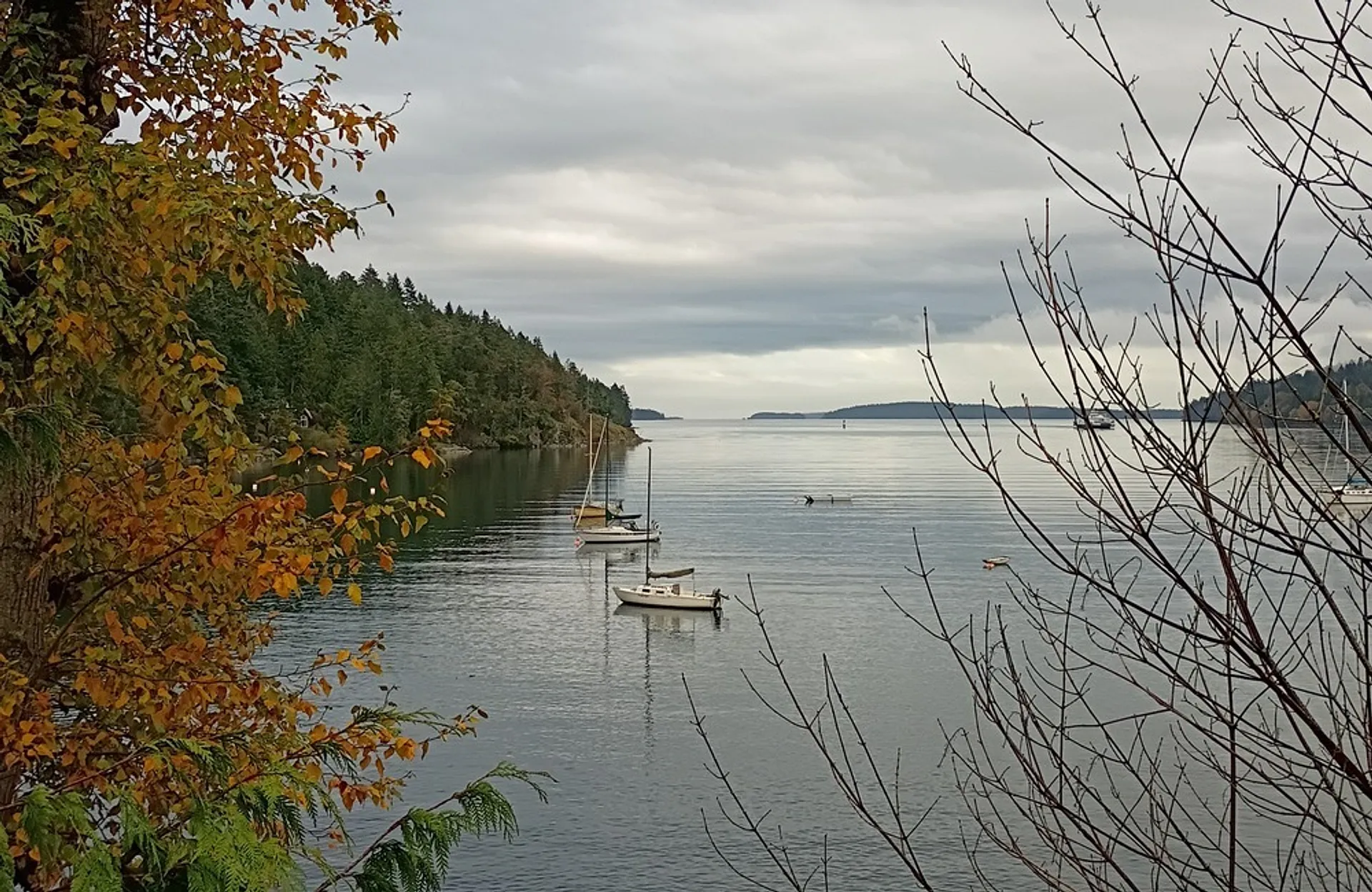 Tranquil waters and sailboats grace a calm inlet of the Pacific Northwest, surrounded by lush forest and autumn foliage.