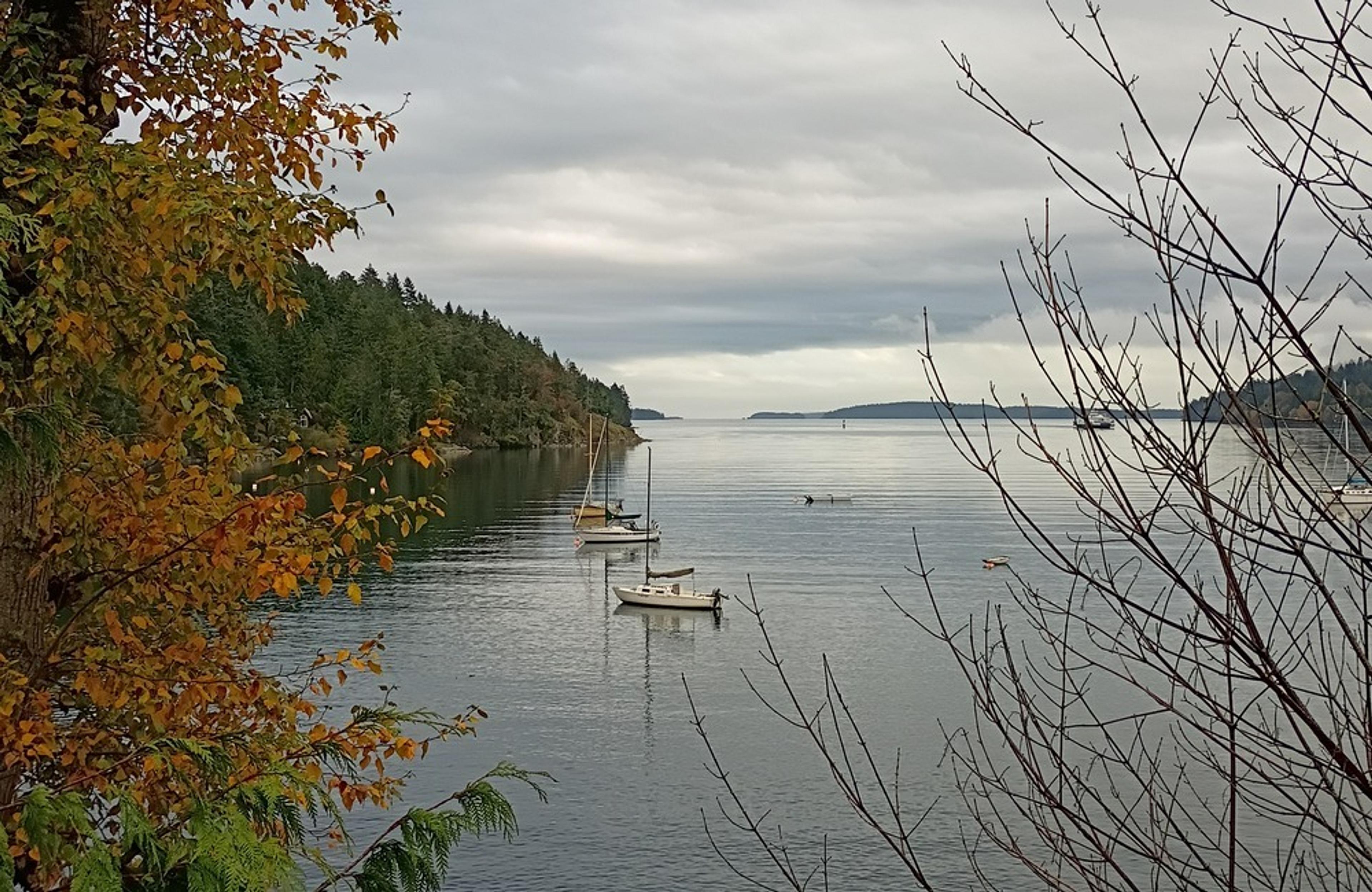 Tranquil waters and sailboats grace a calm inlet of the Pacific Northwest, surrounded by lush forest and autumn foliage.