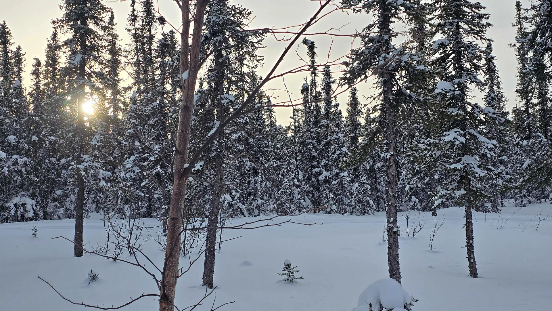Sunlight gently pierces through snow-covered trees in a serene winter forest.