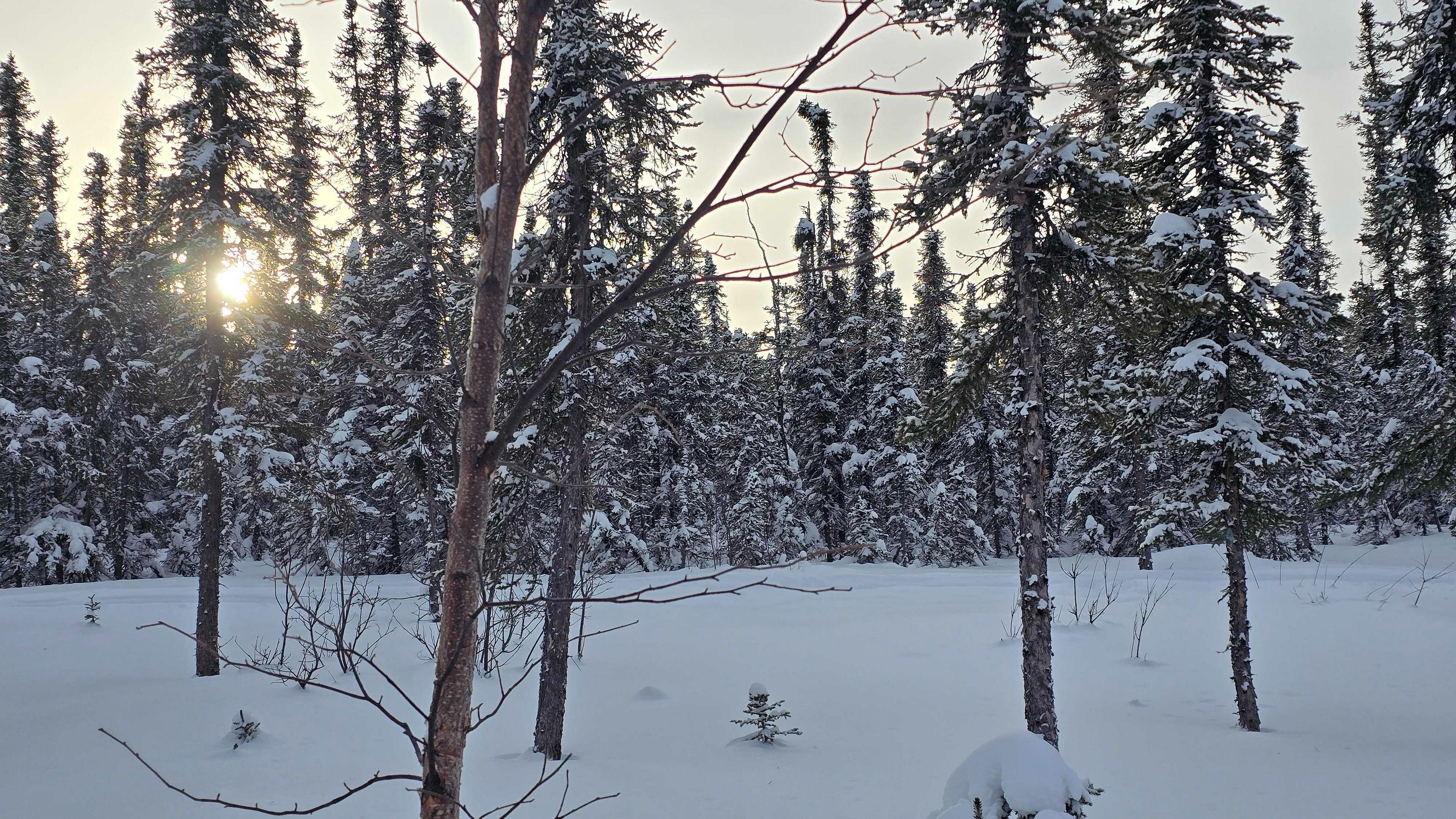 Sunlight gently pierces through snow-covered trees in a serene winter forest.