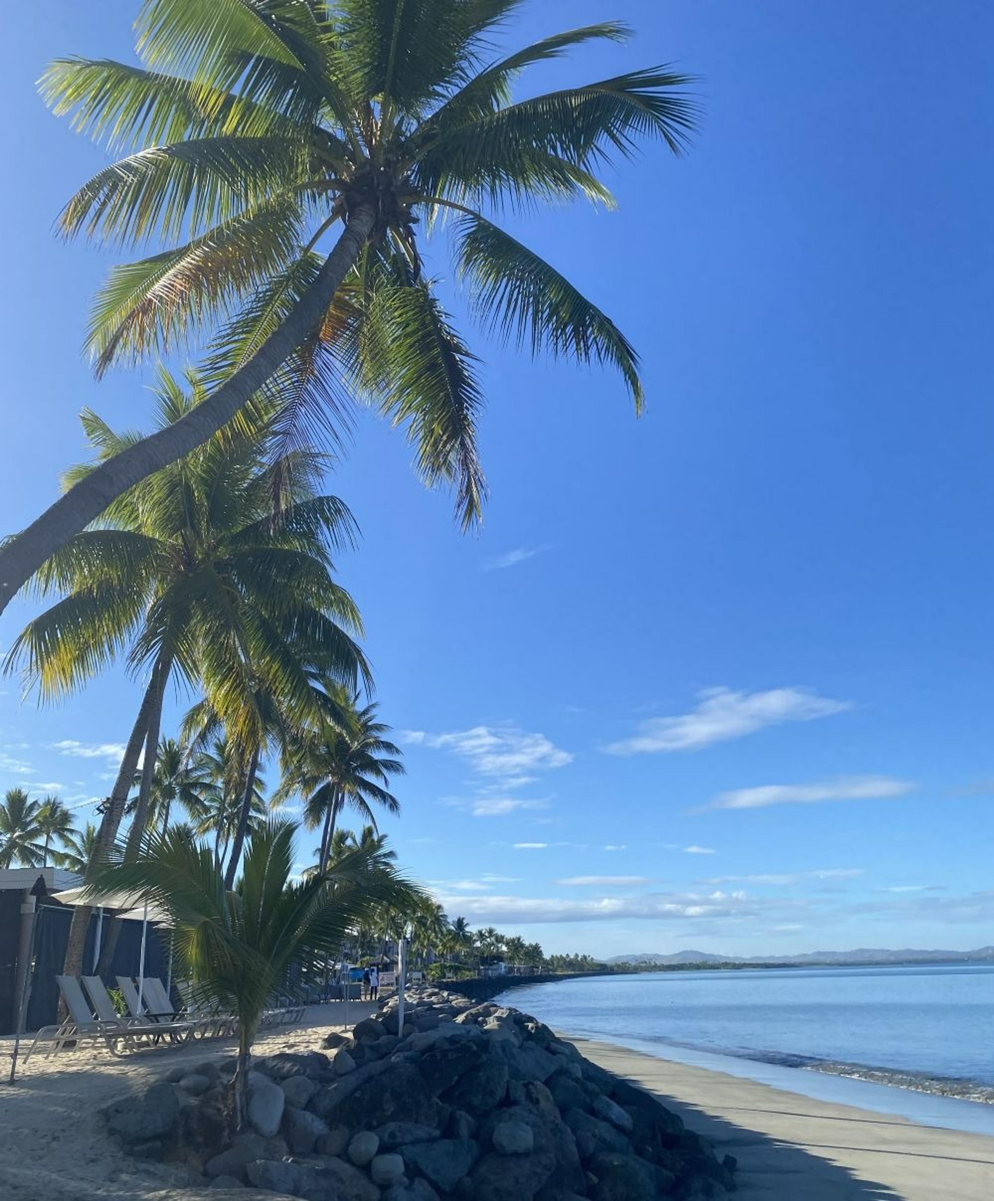 Palm trees sway over a serene beach in Fiji, with clear skies and gentle waves.