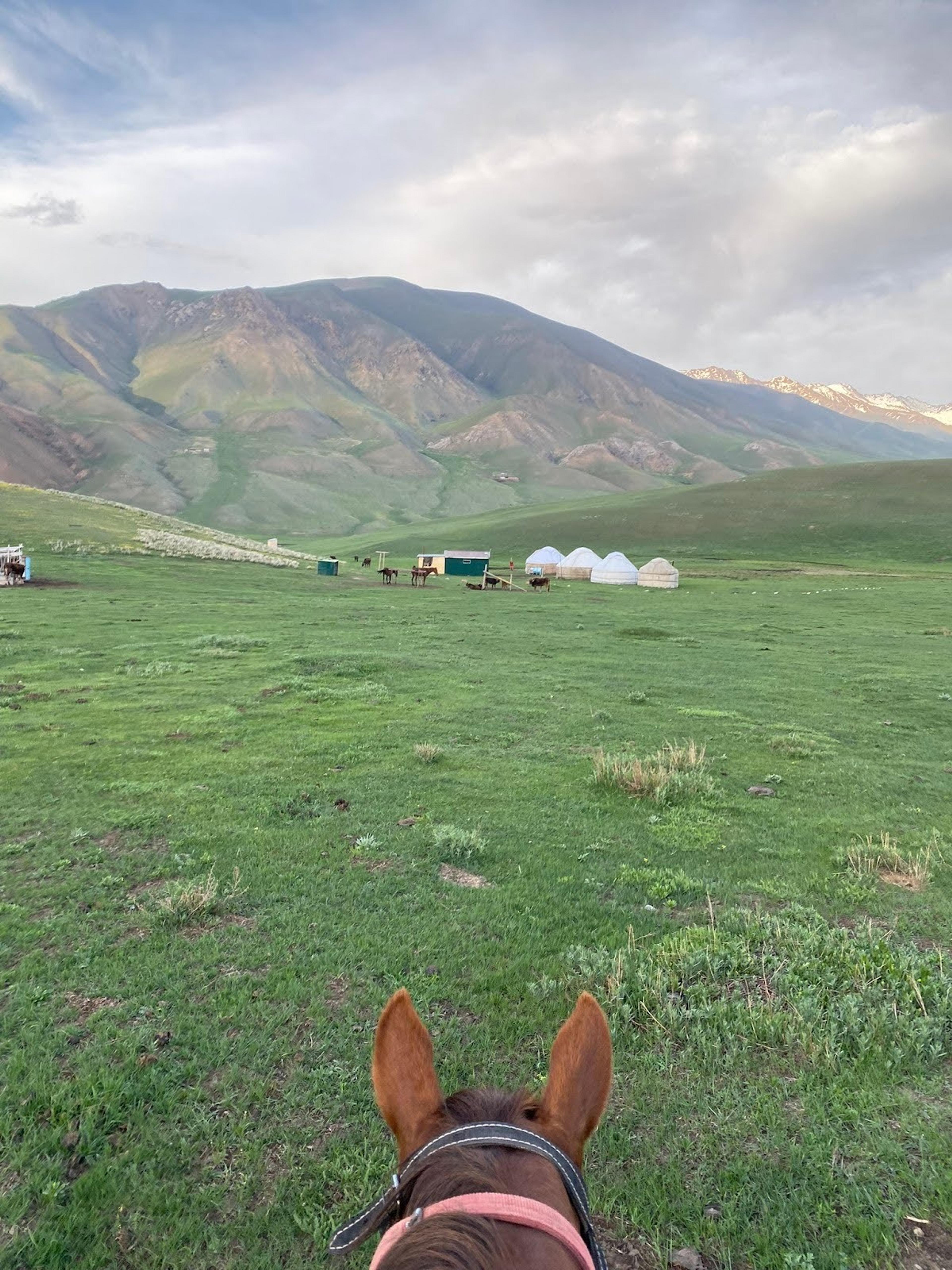 A view of yurts and grazing animals against the backdrop of lush green mountains in a Kyrgyzstan landscape.