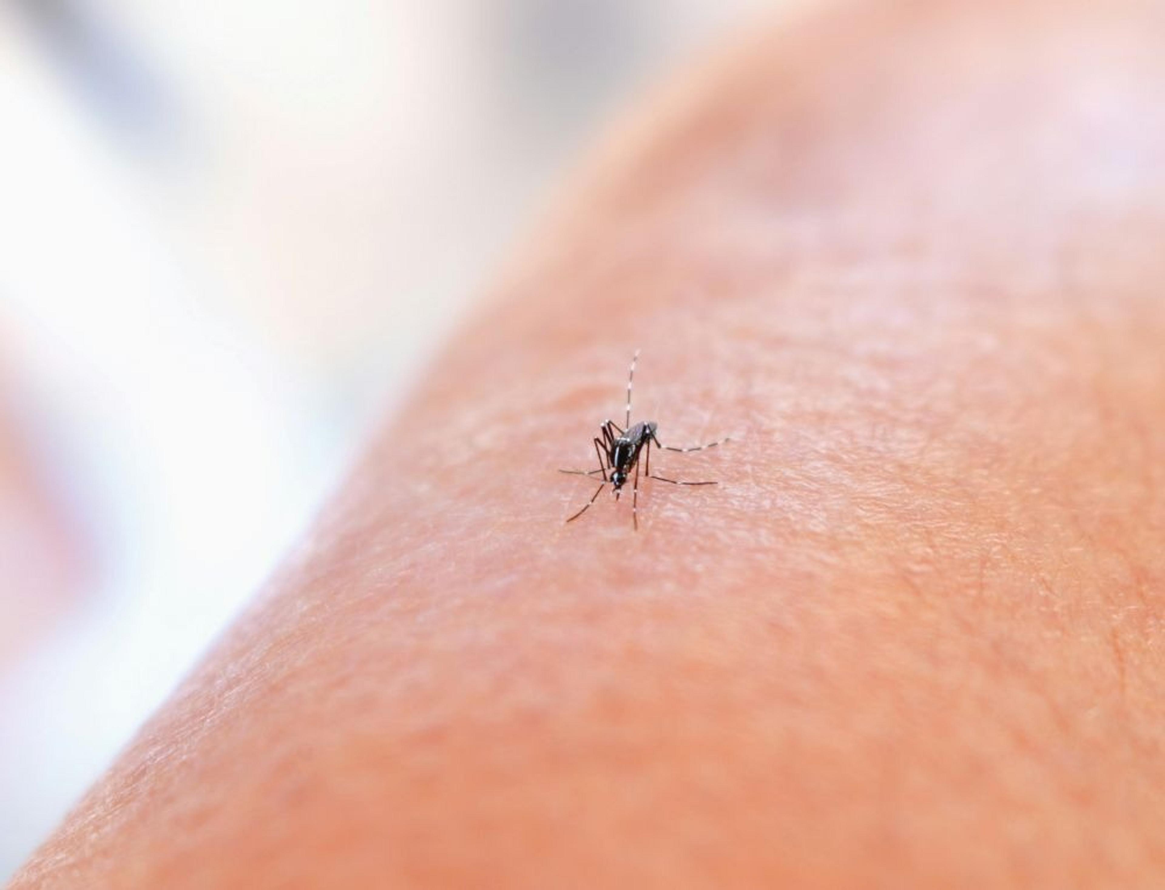 A close-up of a mosquito on human skin captures the insect preparing to feed.